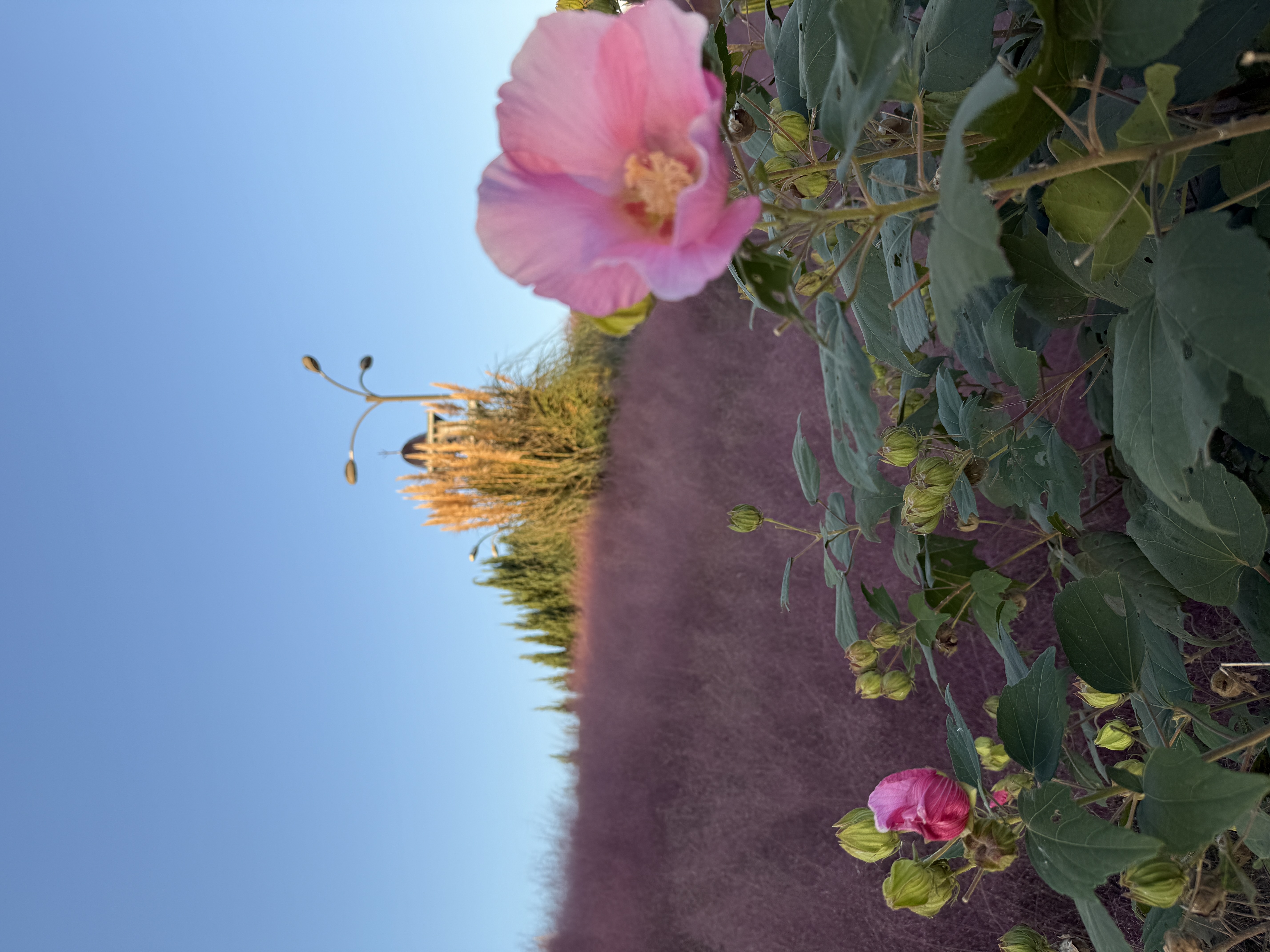 Южная Корея: по острову Чеджу (18/64)