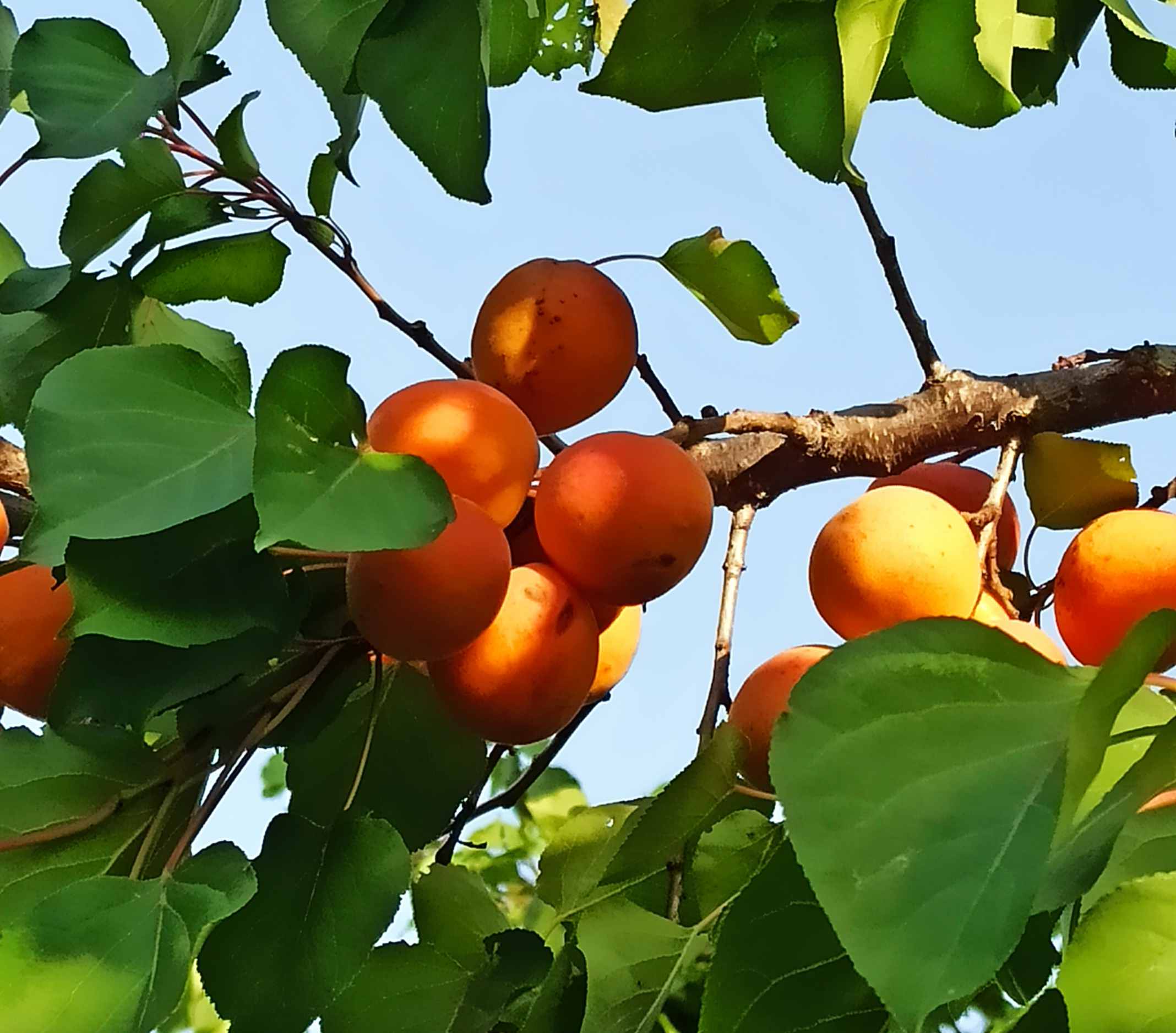 Три солнечных дня в Дагестане-авторский тур (все включено) (4/17)
