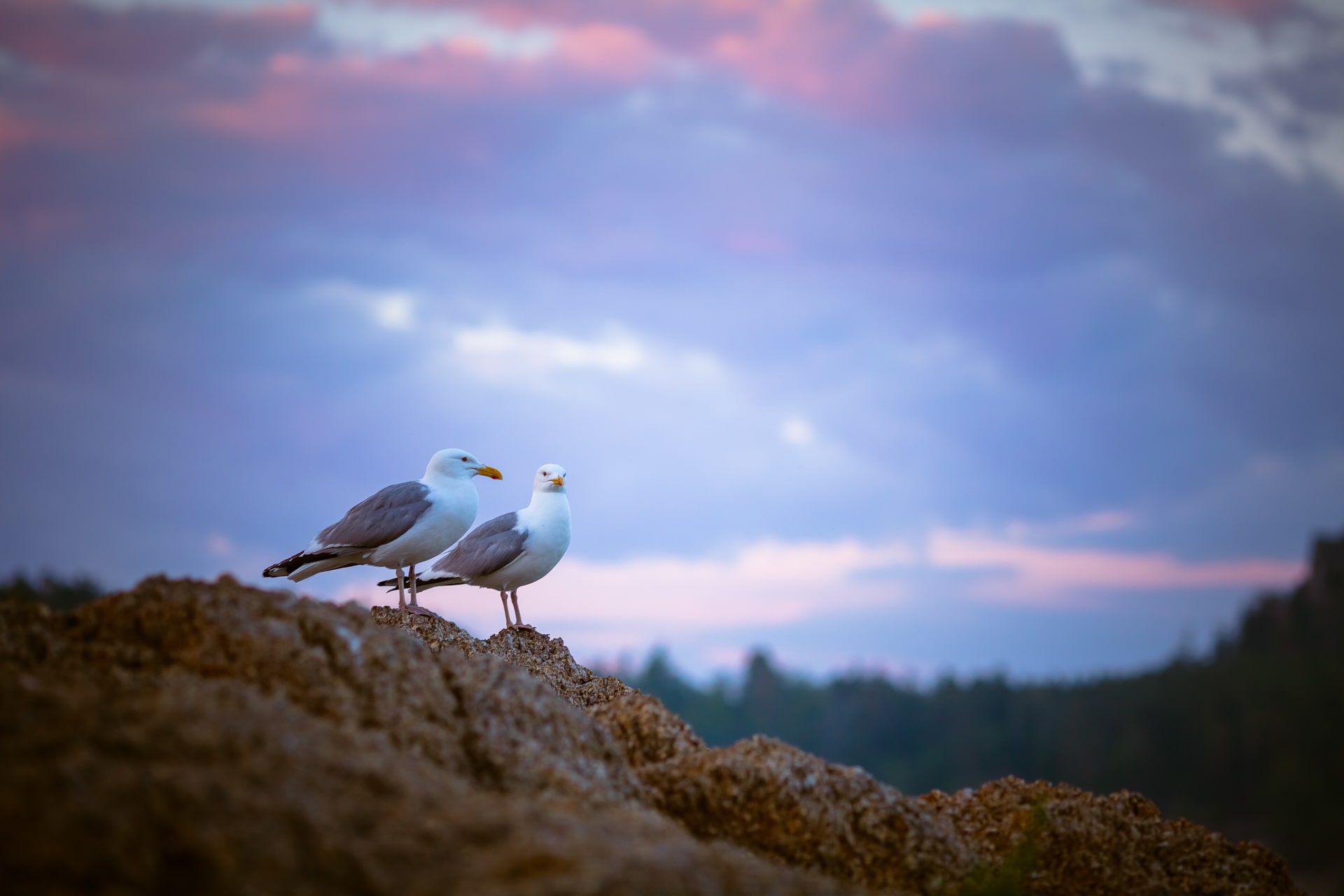 Байкальский странник (4/25)