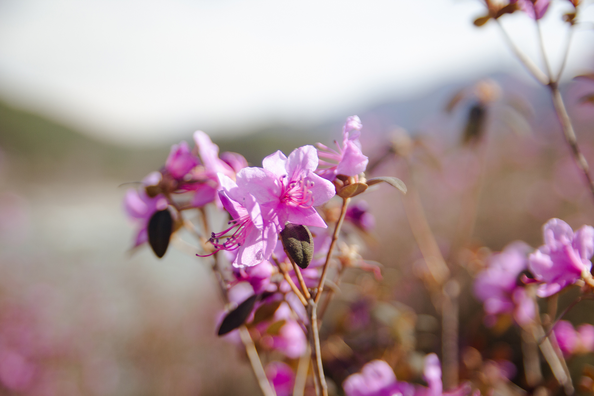 Цветение маральника на Алтае 2026