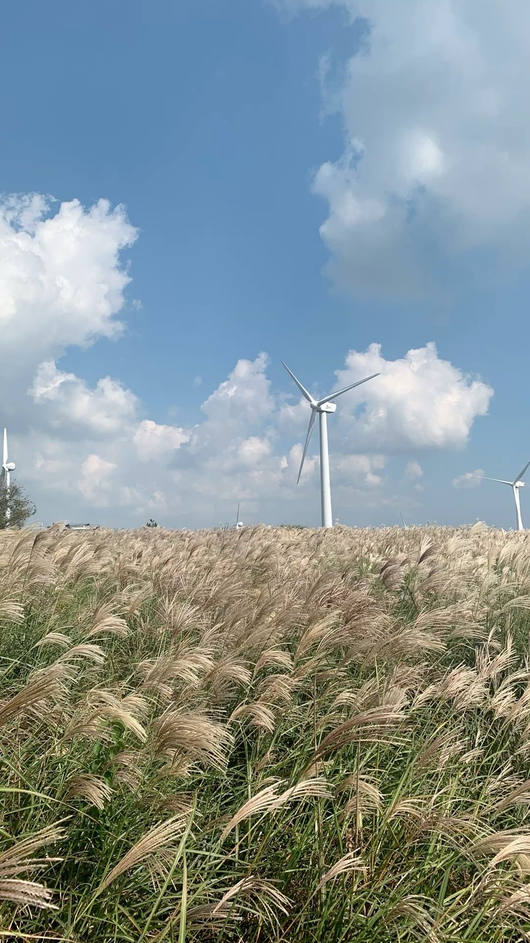 Южная Корея: по острову Чеджу (37/64)