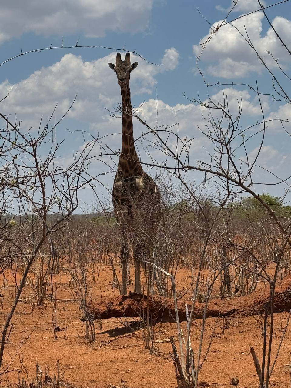 Моя Африка (9/45)