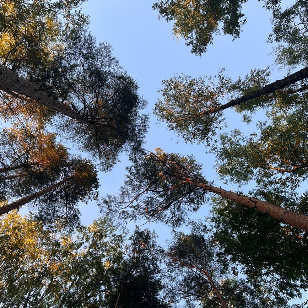 Подмосковный ретрит Энергия тишины (10/21)