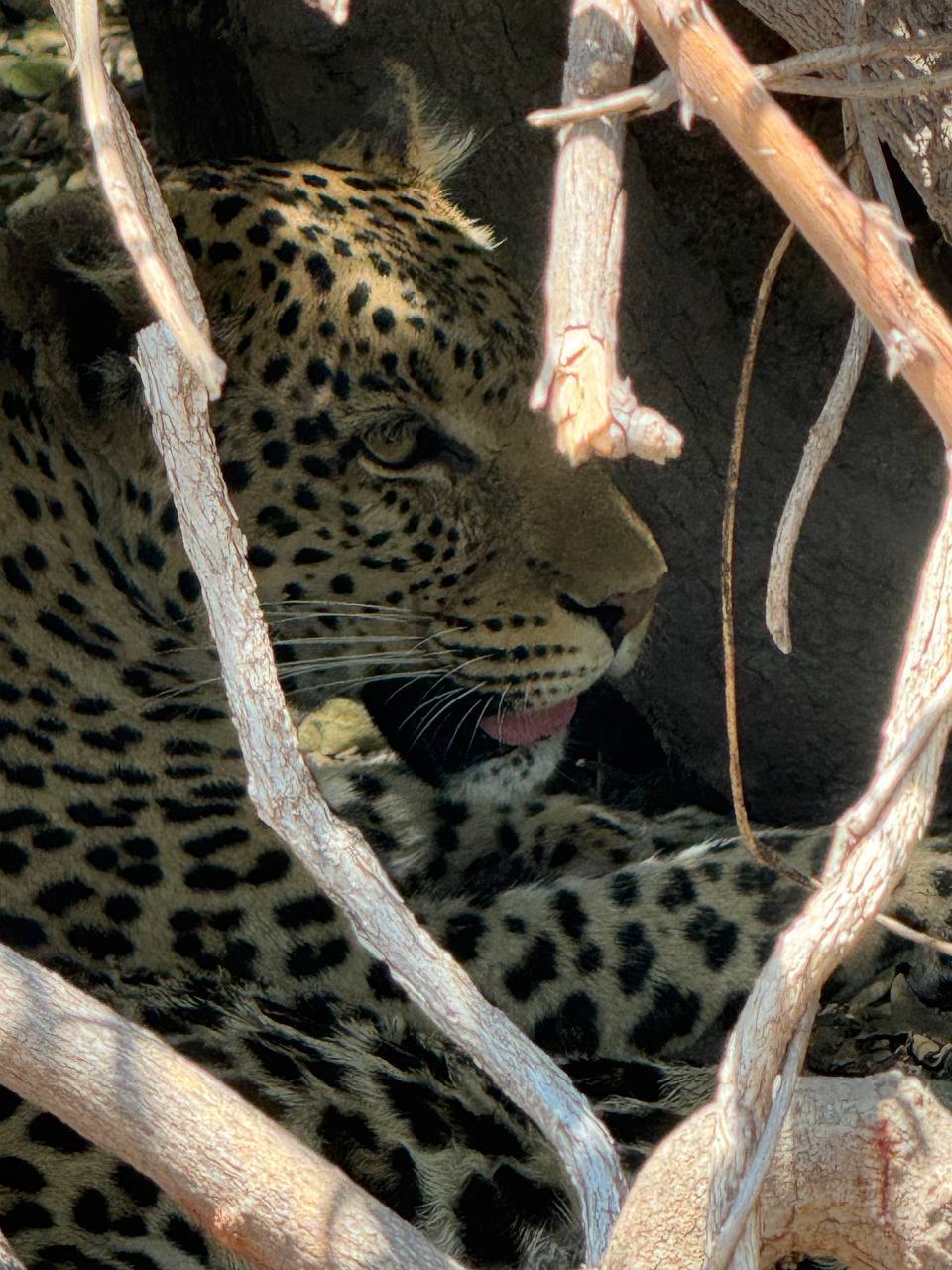 Моя Африка (3/45)