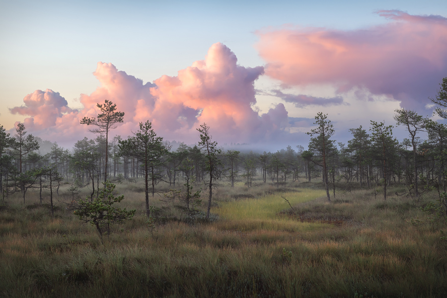 Комфортный тур на болота (6/13)