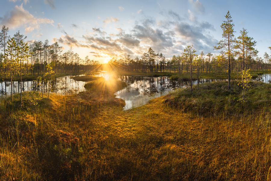 Комфортный тур на болота