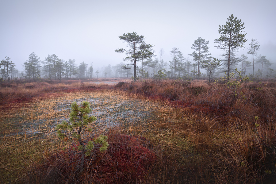 Комфортный тур на болота (8/13)