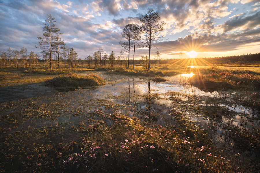 Комфортный тур на болота (5/13)