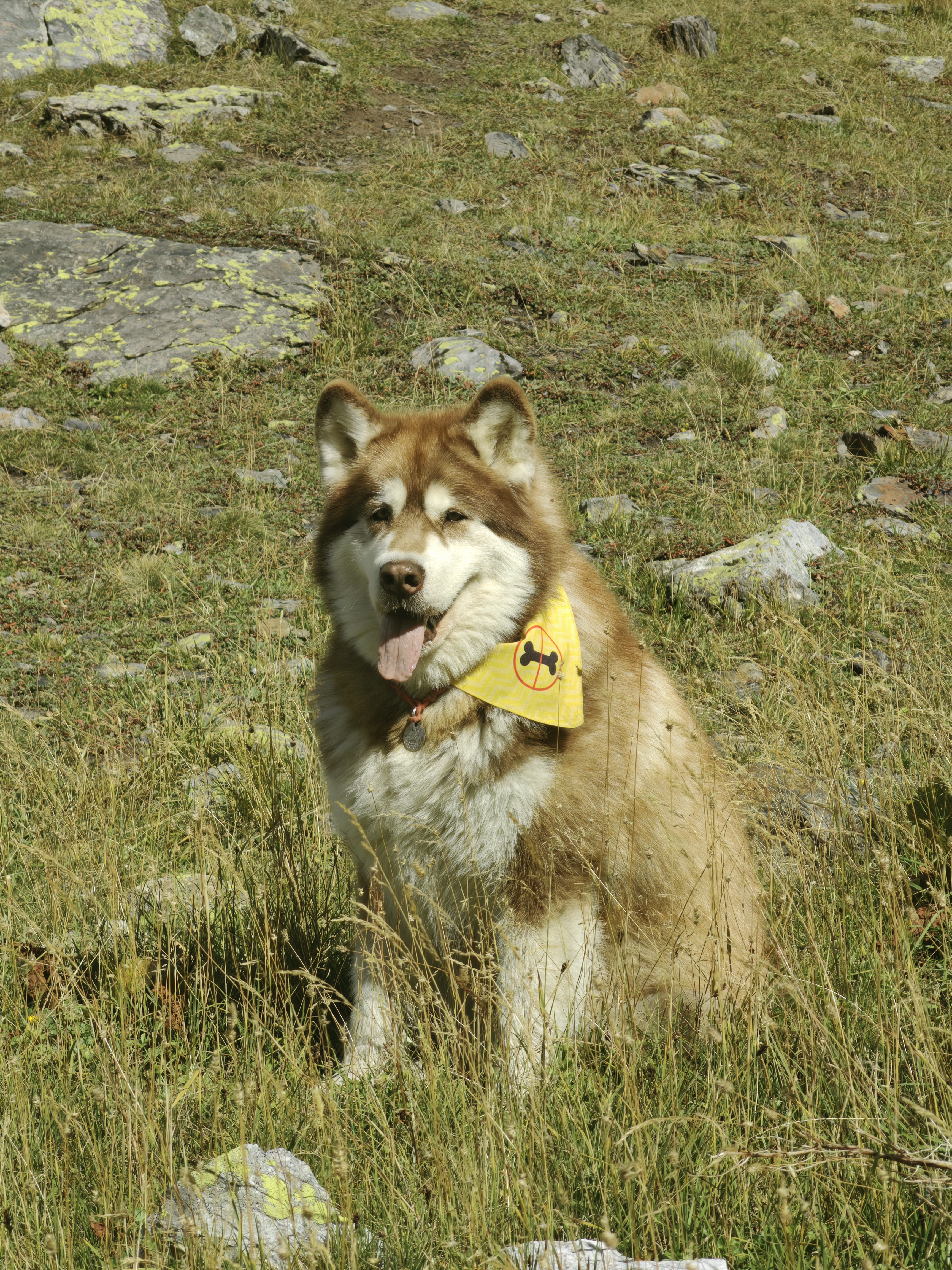 Нетипичное Приэльбрусье с аляскинским маламутом