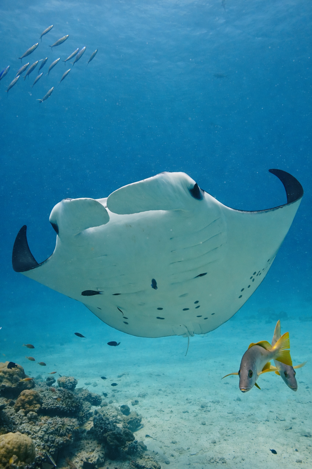 Стань Дайвером — дайвинг кэмп на Мальдивах (5/34)