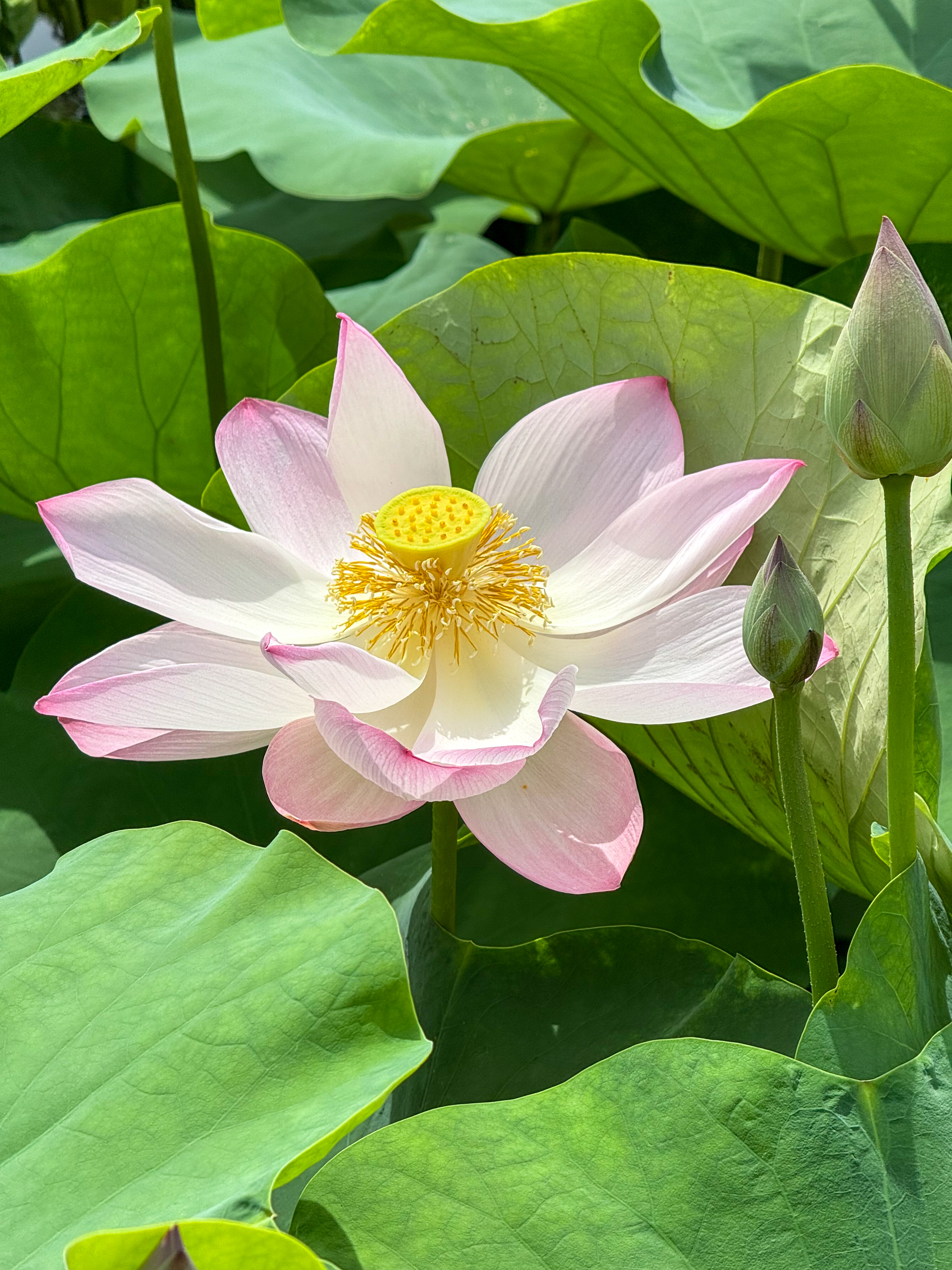 Вьетнам: Северный характер (10/56)