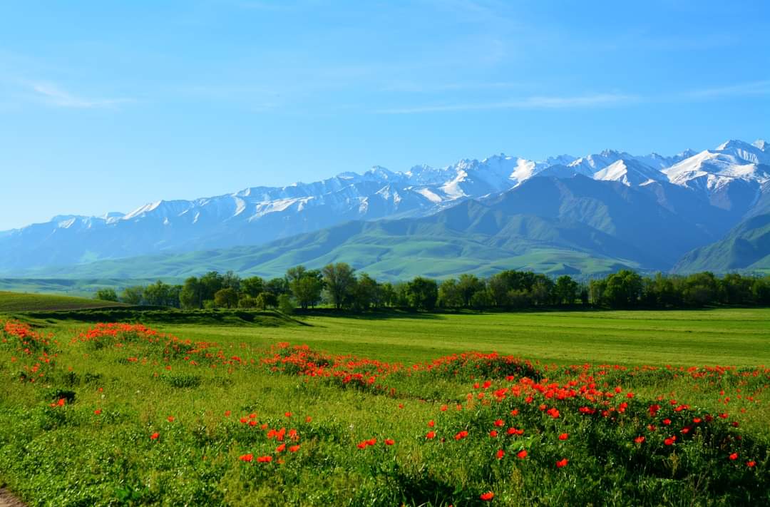 Весенние цветение альпийских лугов и горные озера южной Киргизии