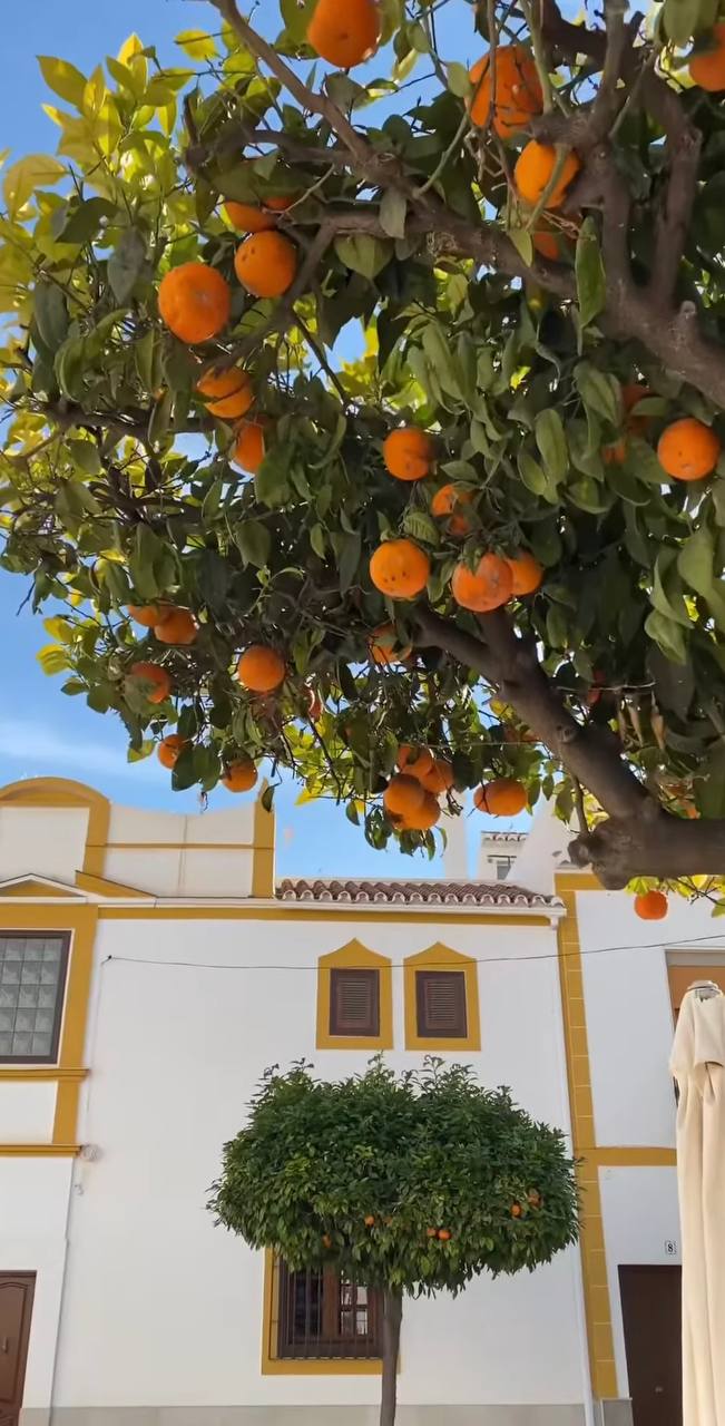 Южная Испания Vip: Два континента & полёт над Гибралтаром (86/128)