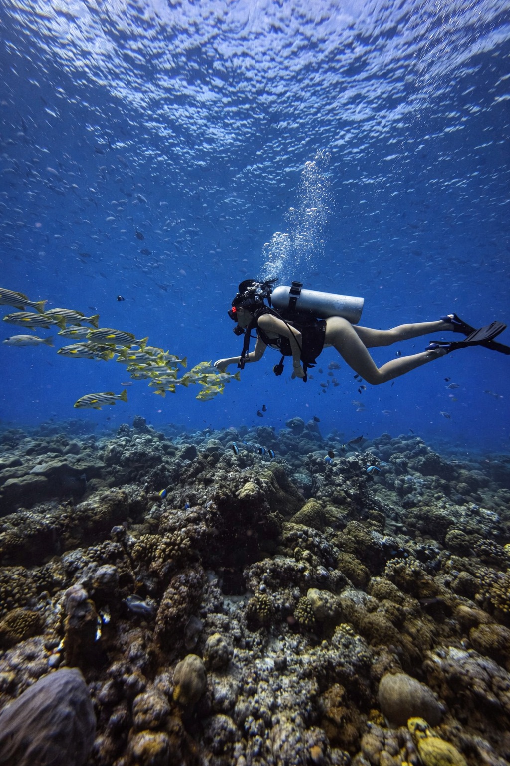 Стань Дайвером — дайвинг кэмп на Мальдивах (4/34)