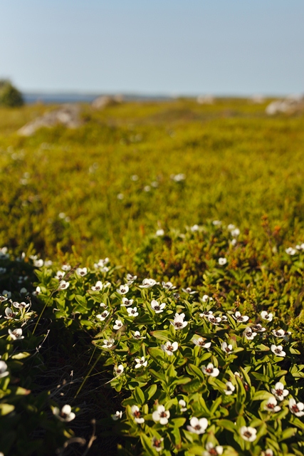 Соловки для гостей из Санкт-Петербурга (22/25)