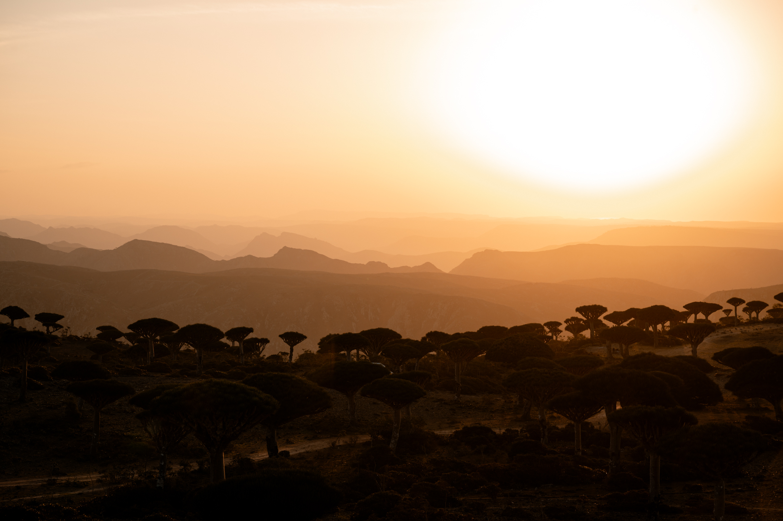 Авторский тур на остров Сокотра с предпринимателями (11/42)