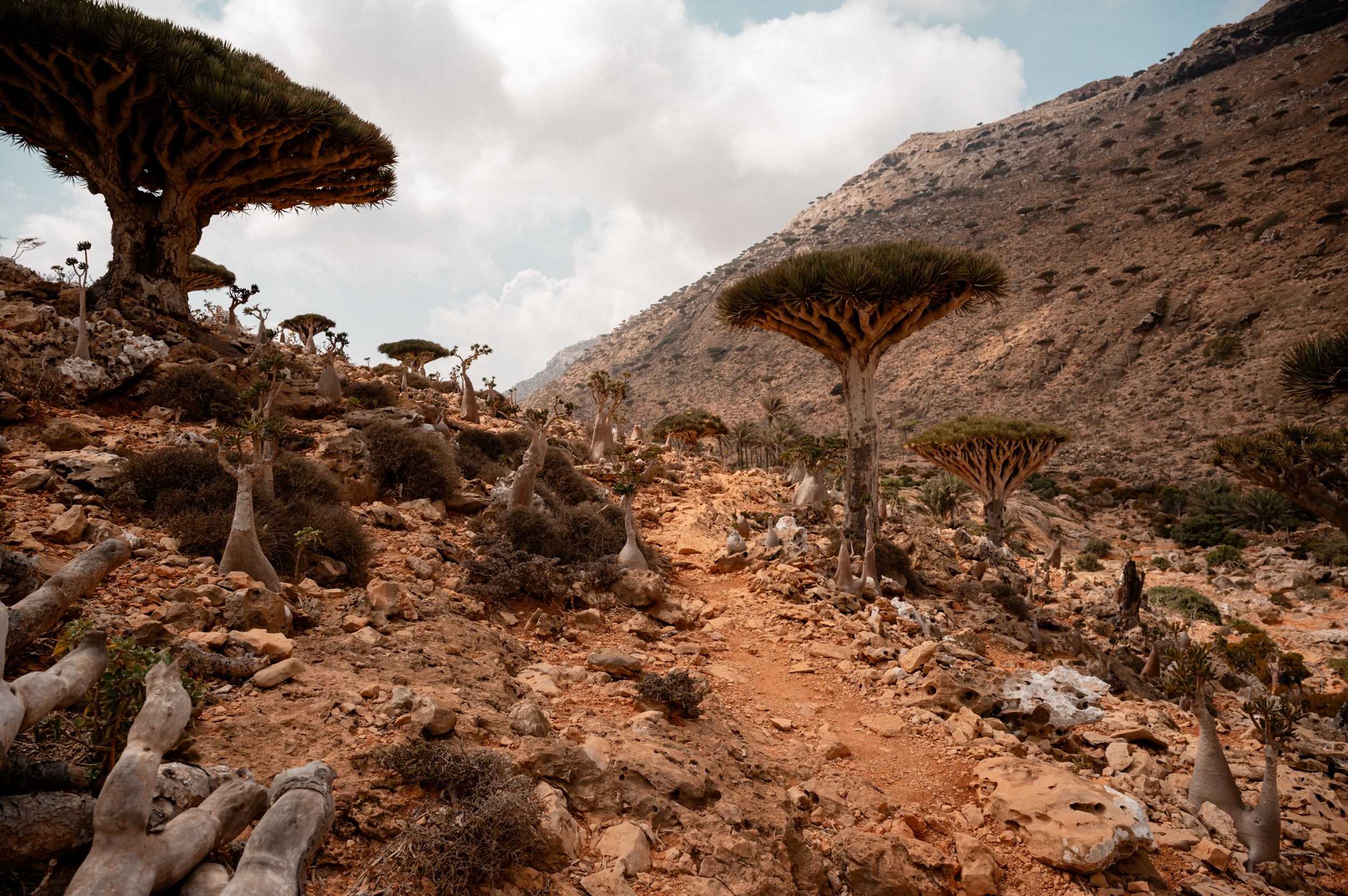 Авторский тур на остров Сокотра с предпринимателями (8/42)