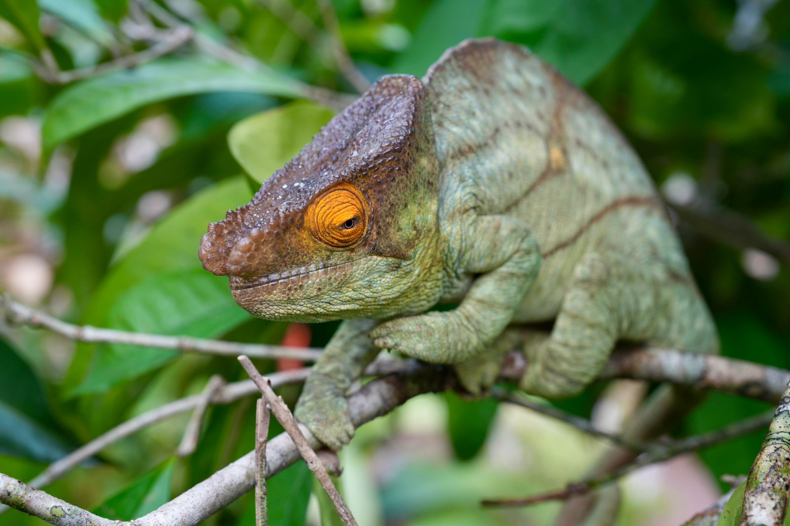 Мадагаскар: лемуры, киты, пиратский остров, Аллея баобабов, Фамадихана, Большие Цинги (12/17)