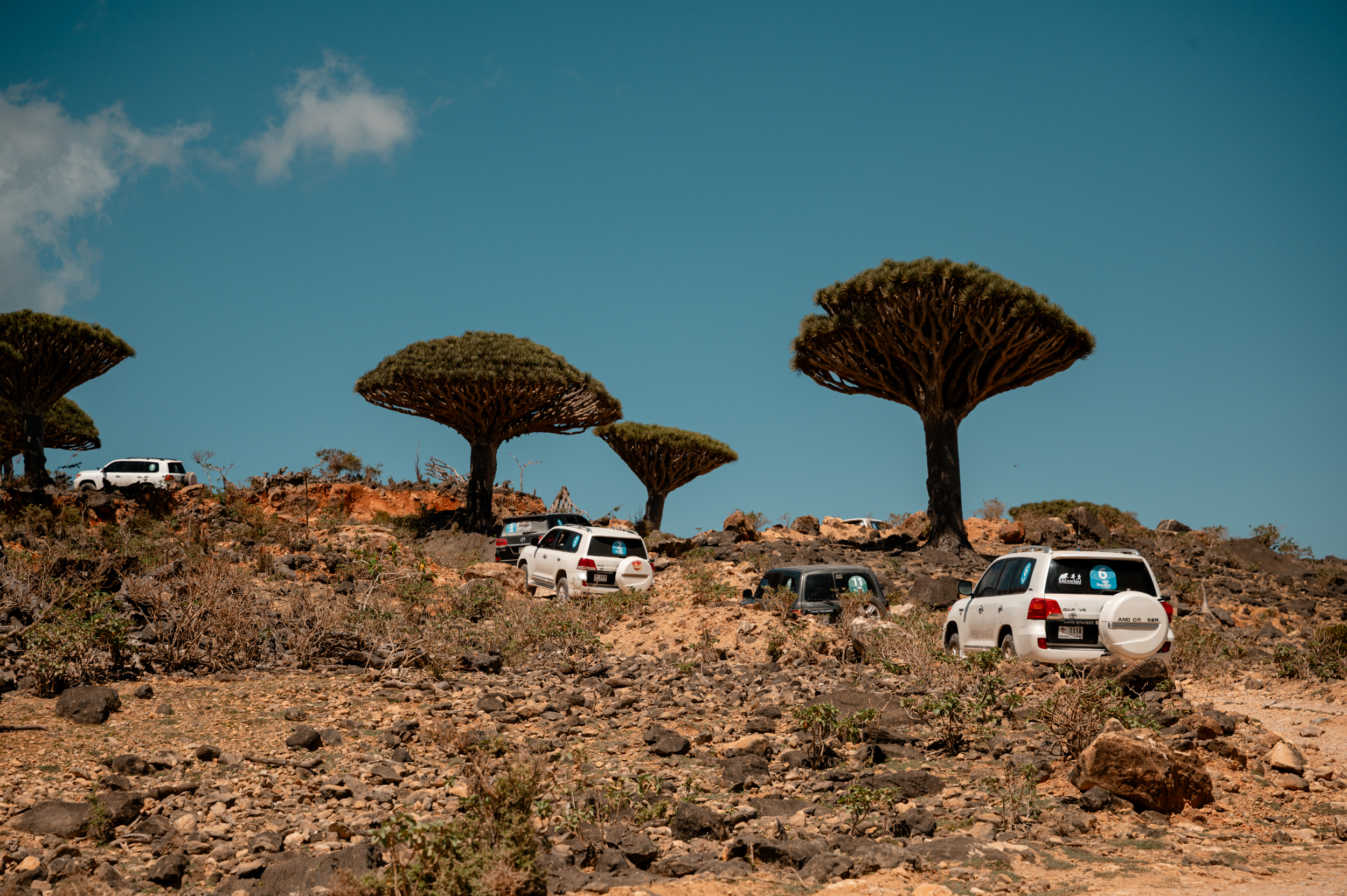 Авторский тур на остров Сокотра с предпринимателями