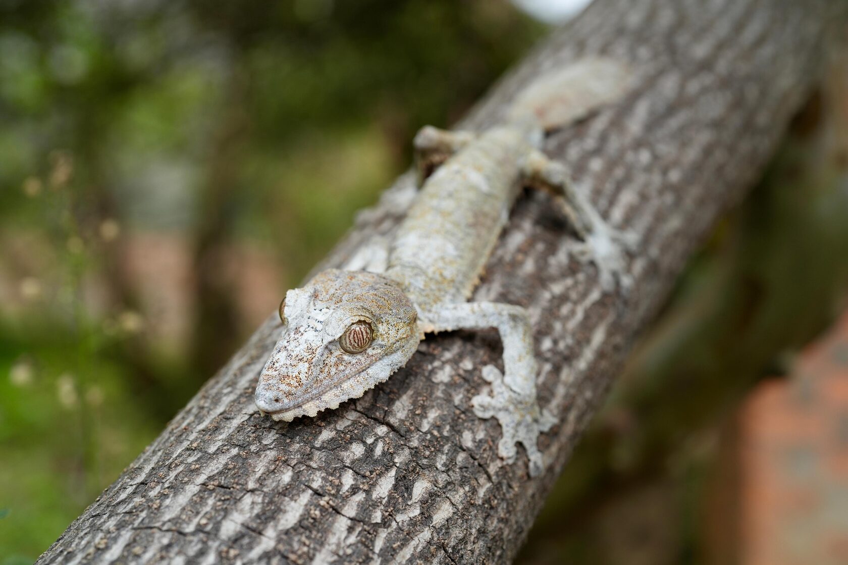 Мадагаскар: лемуры, киты, пиратский остров, Аллея баобабов, Фамадихана, Большие Цинги (10/17)