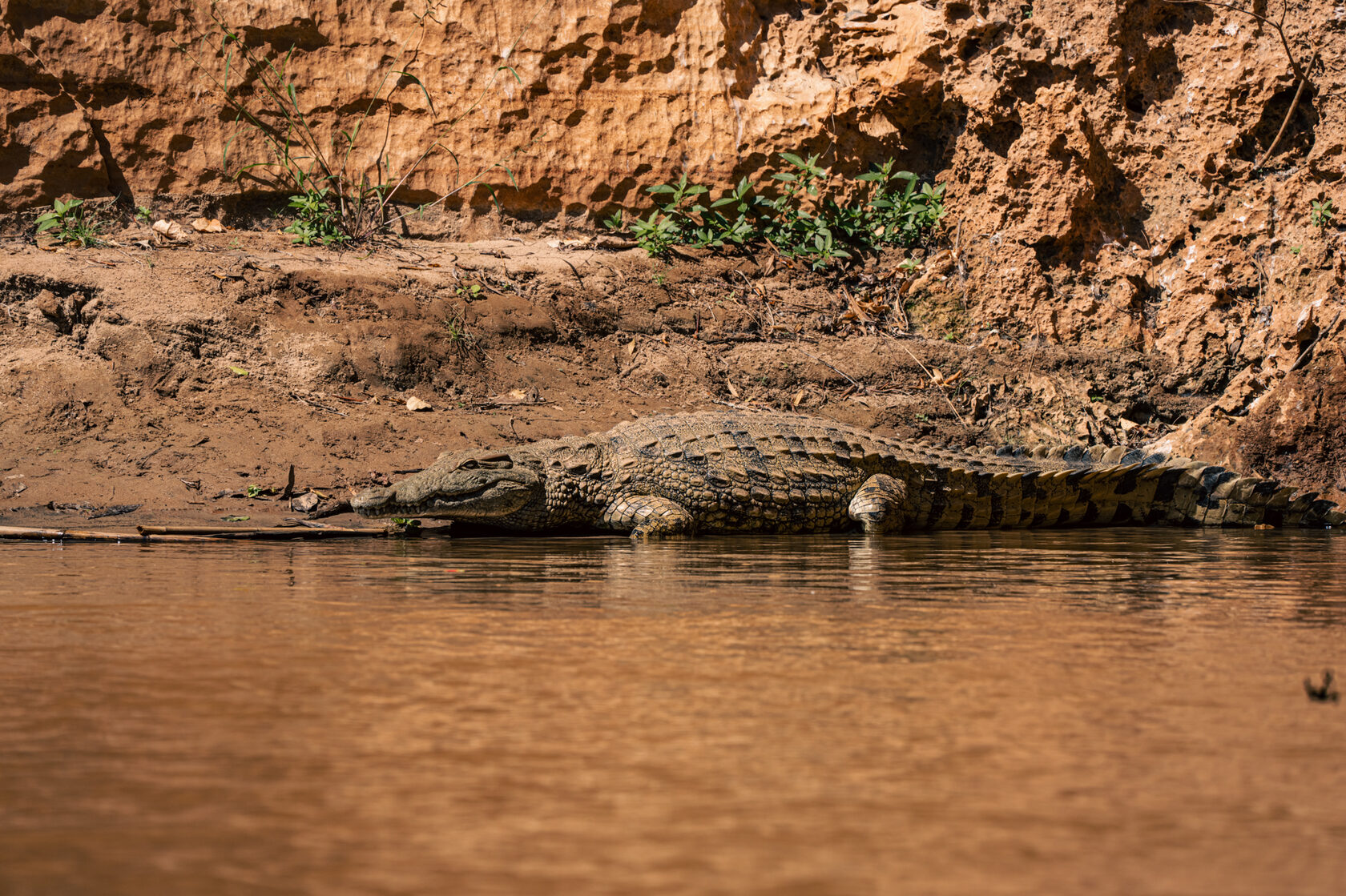 Мадагаскар: лемуры, киты, пиратский остров, Аллея баобабов, Фамадихана, Большие Цинги (15/17)