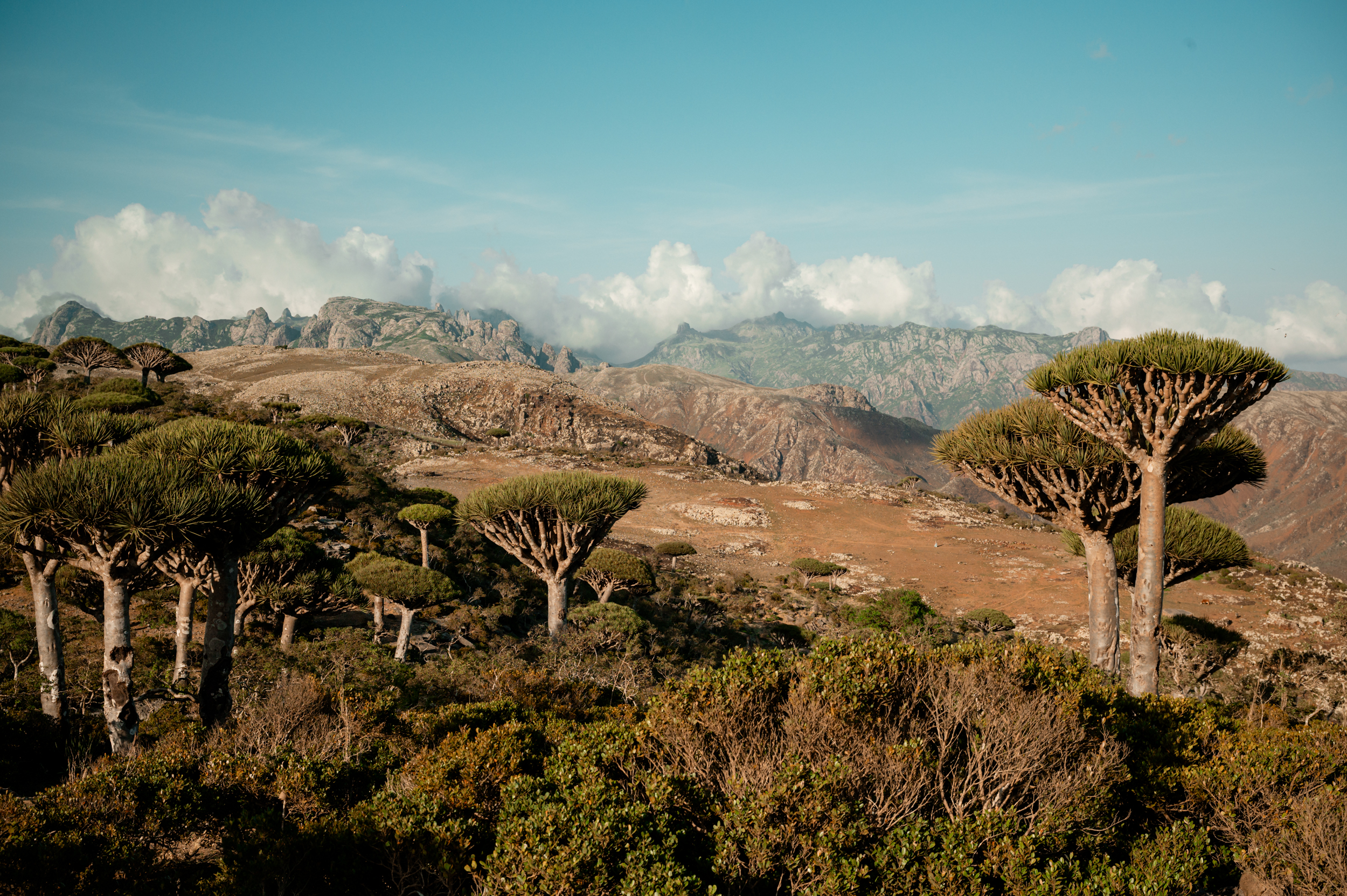 Авторский тур на остров Сокотра с предпринимателями (13/42)
