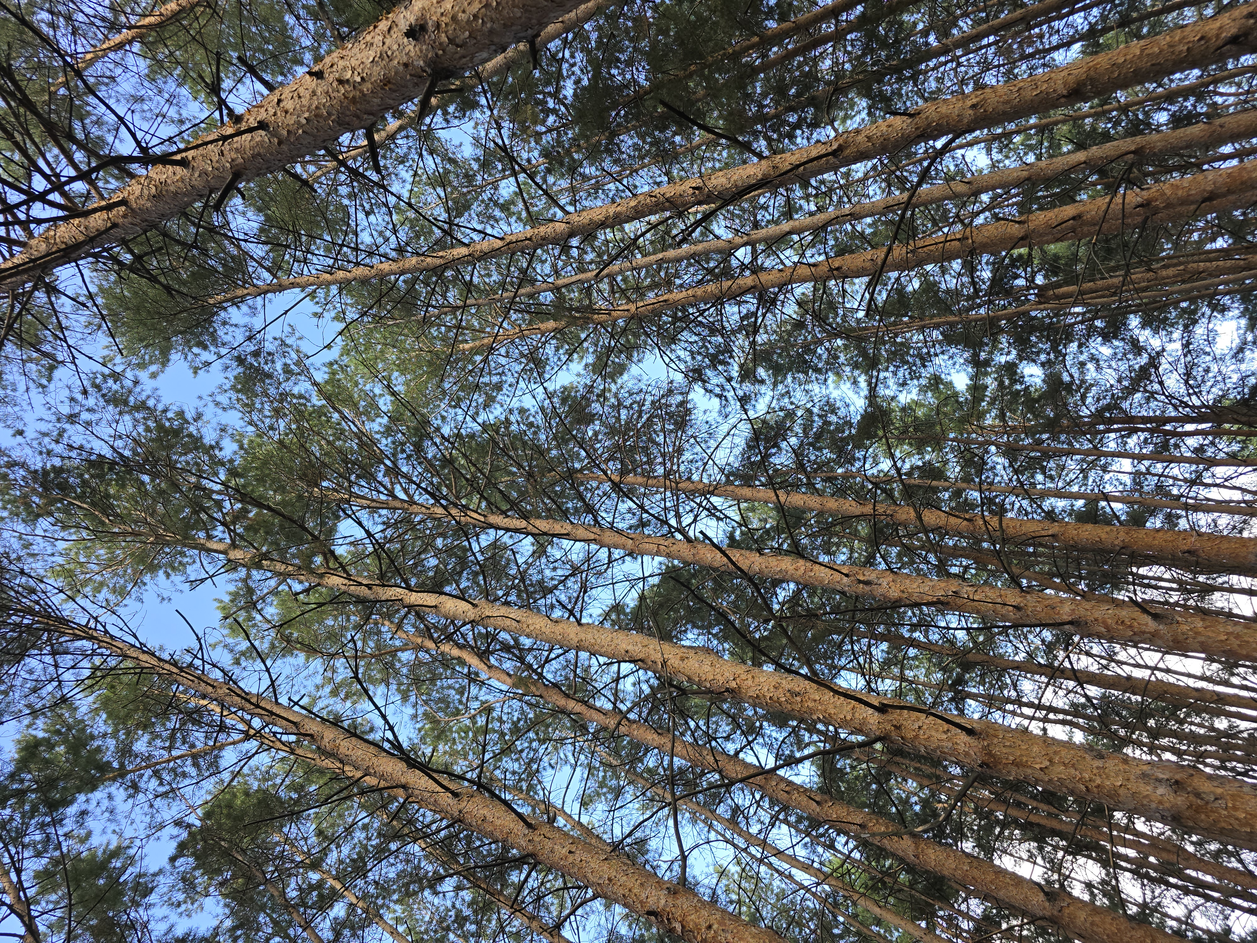 Сибирские сокровища: Загадка золота Колчака (21/24)