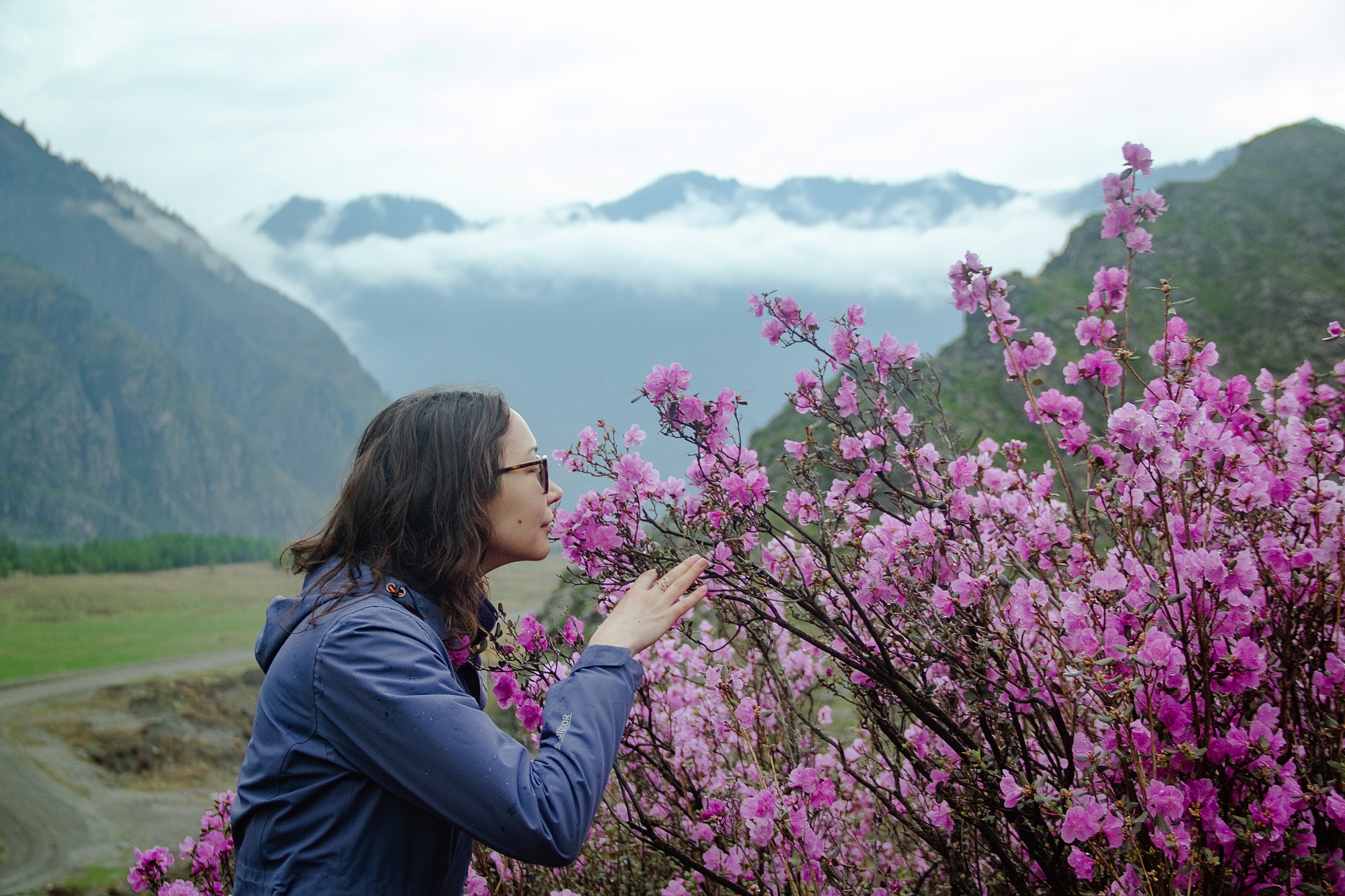 Большое цветение маральника на Алтае 2026