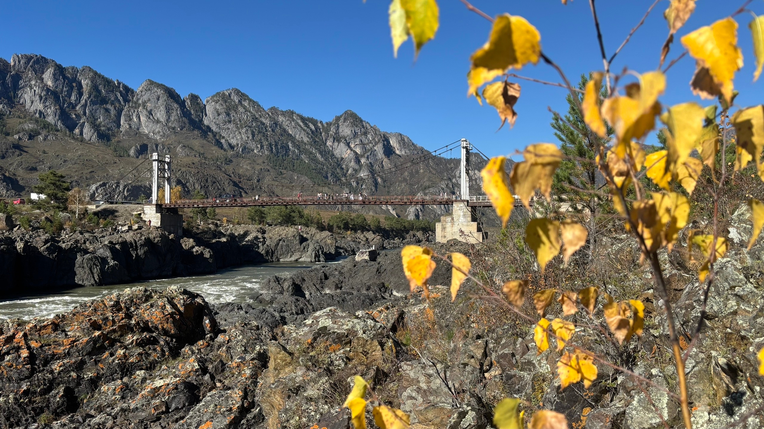 Большое цветение маральника на Алтае 2026 (54/77)