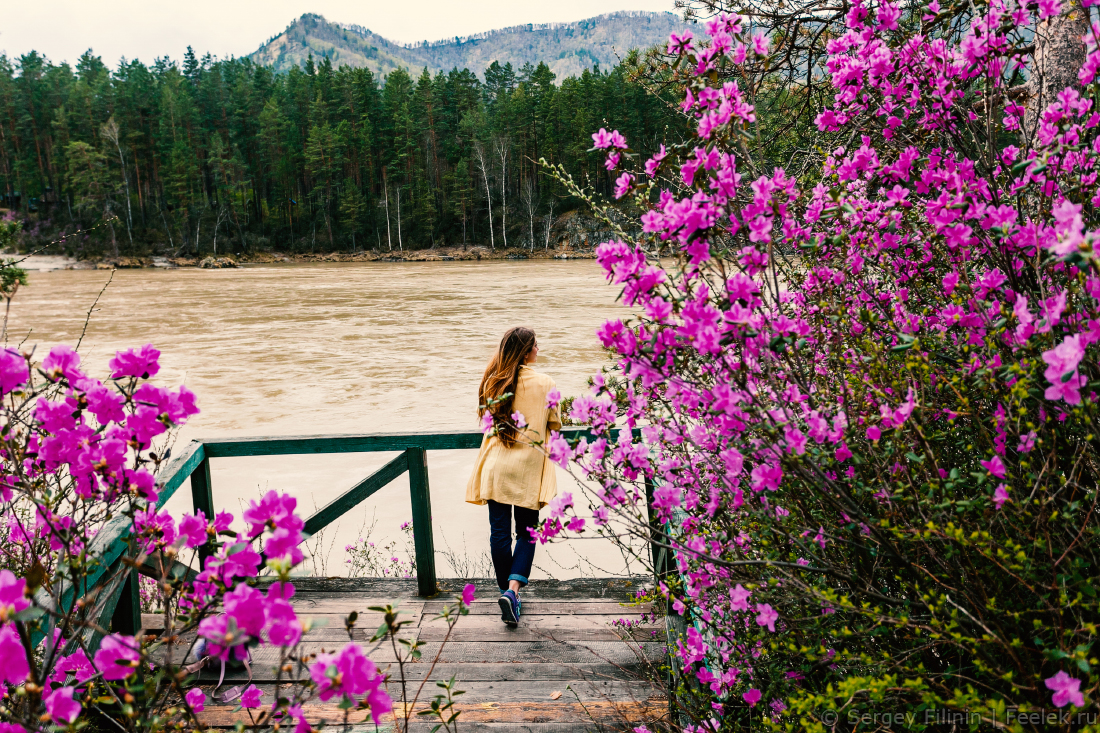 Цветение Маральника На Алтае 2026 (30/50)