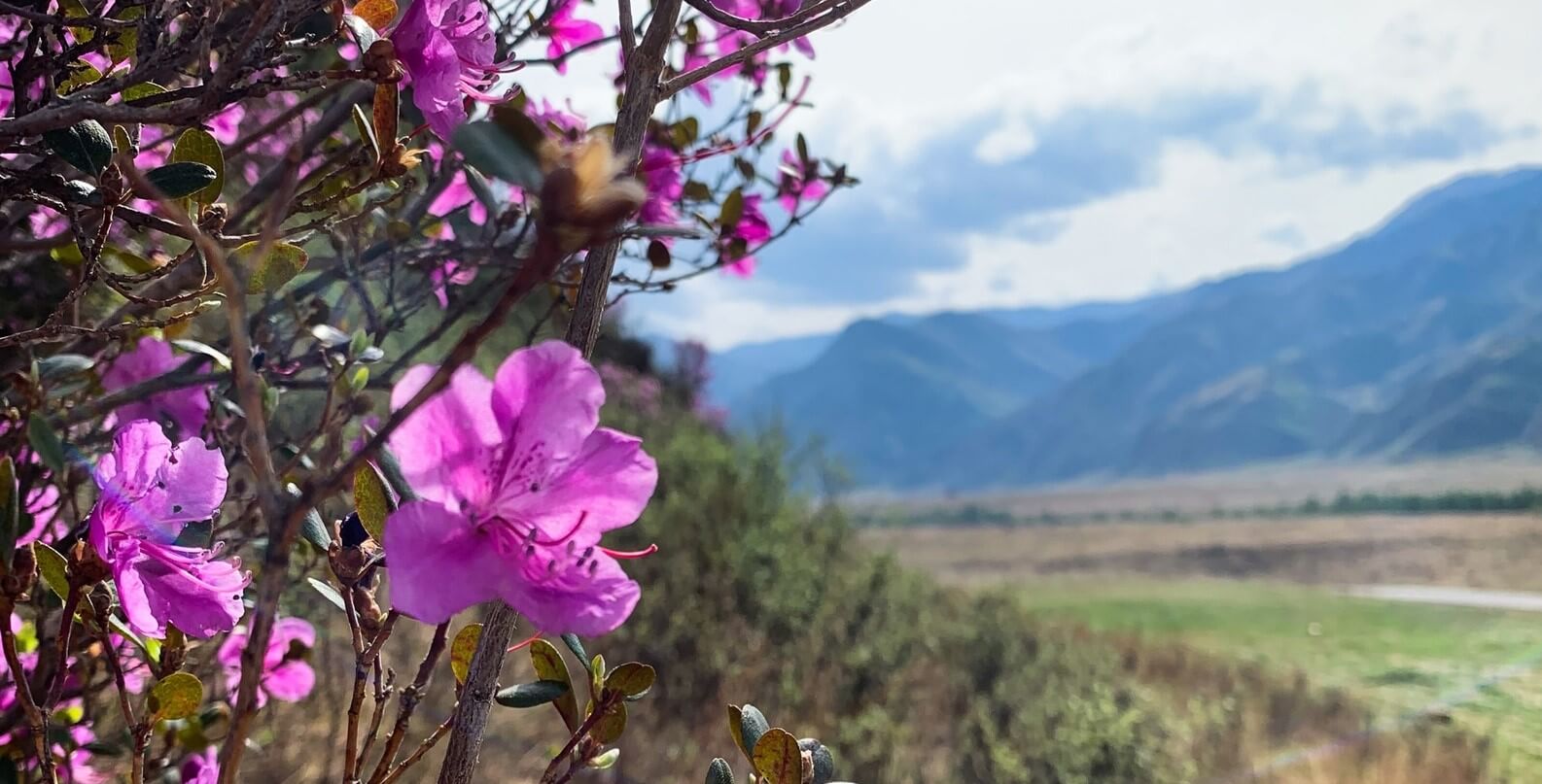 Цветение Маральника На Алтае 2026 (31/50)