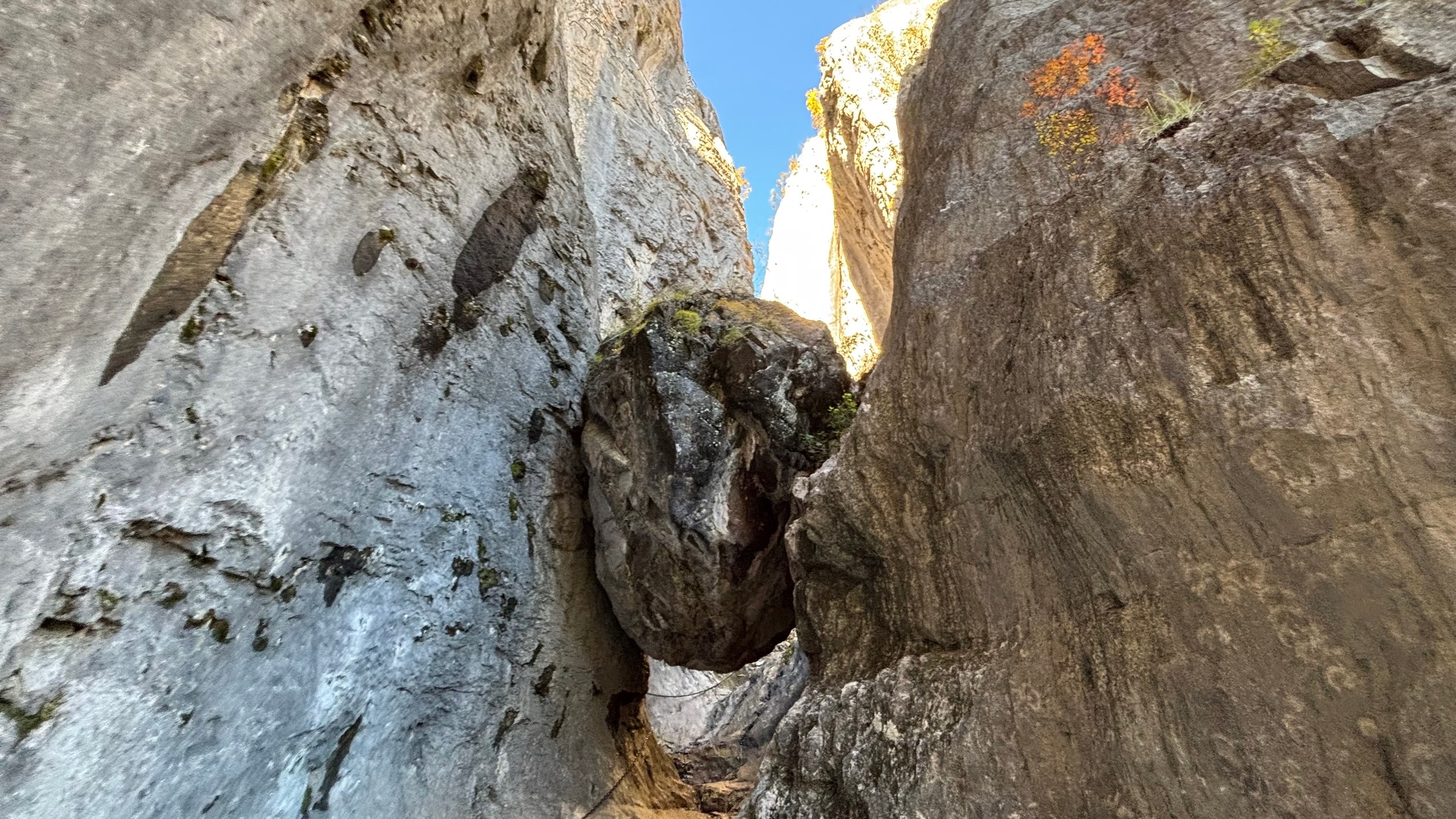 Большое цветение маральника на Алтае 2026 (53/77)