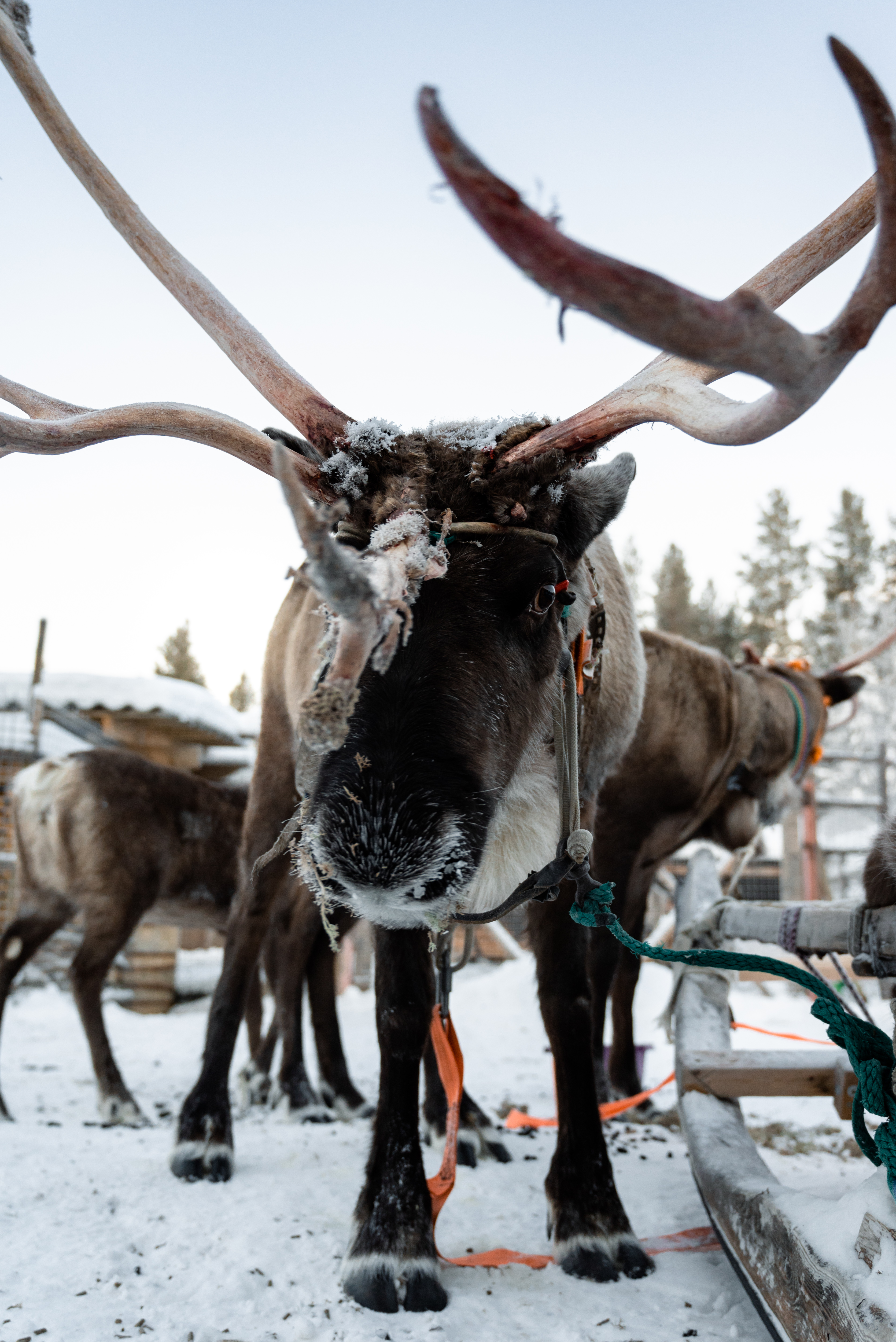 Кольский. Север, в который захочется вернуться (тур с фотографом) (34/67)