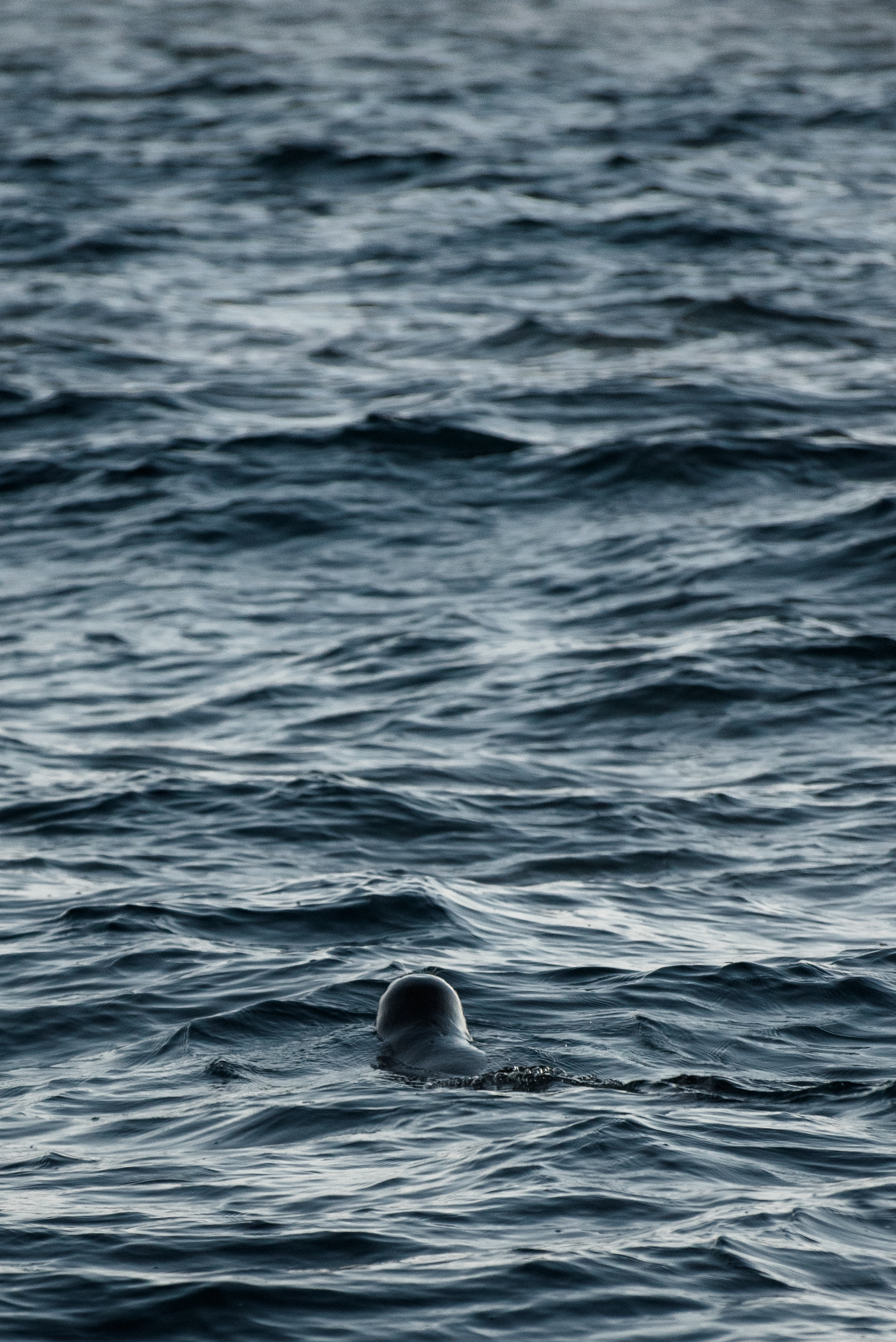 Кольский. Север, в который захочется вернуться (тур с фотографом) (14/67)