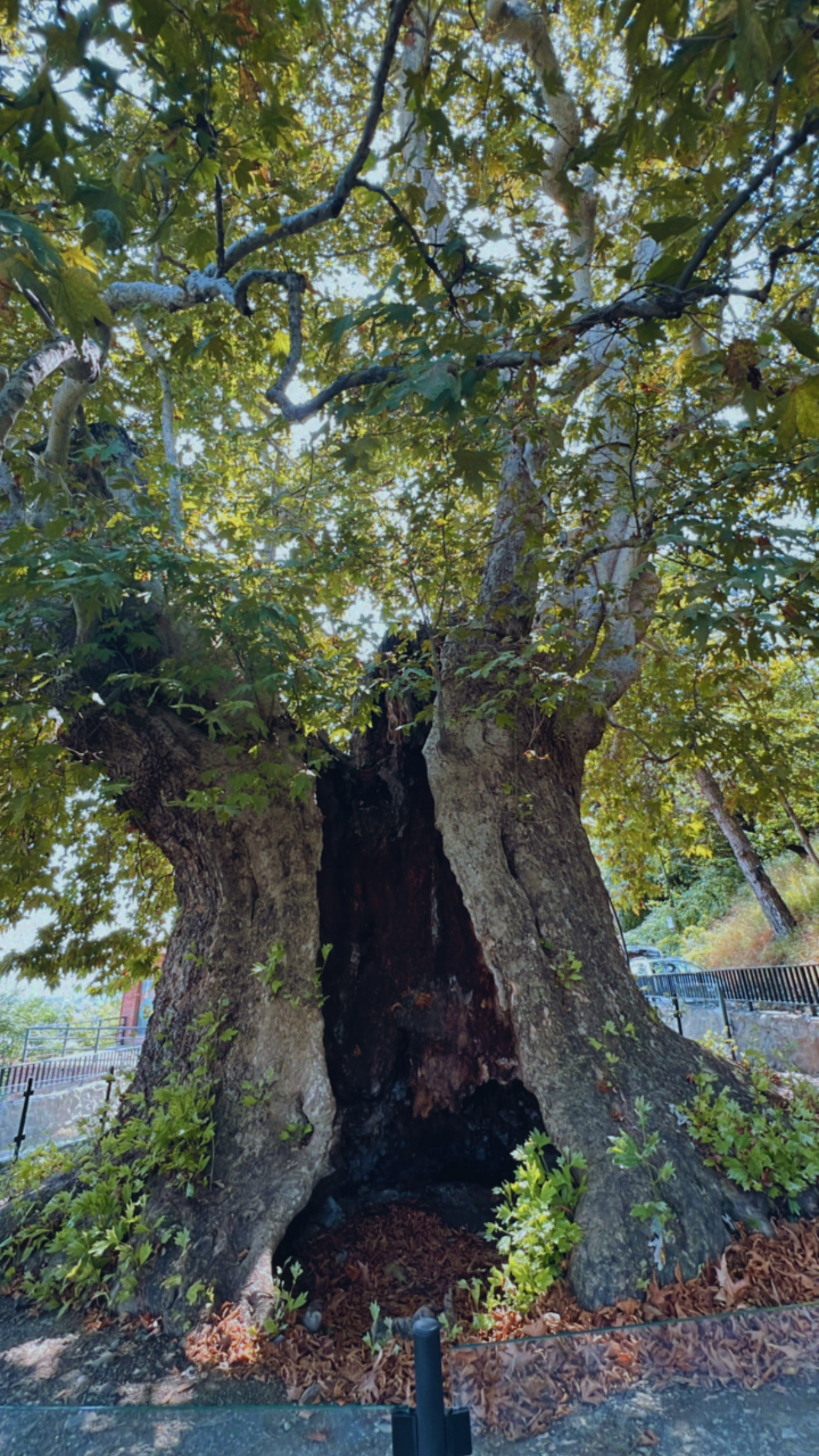 Удивительная Грузия: Тбилиси+Казбеки+Кахетия (118/152)