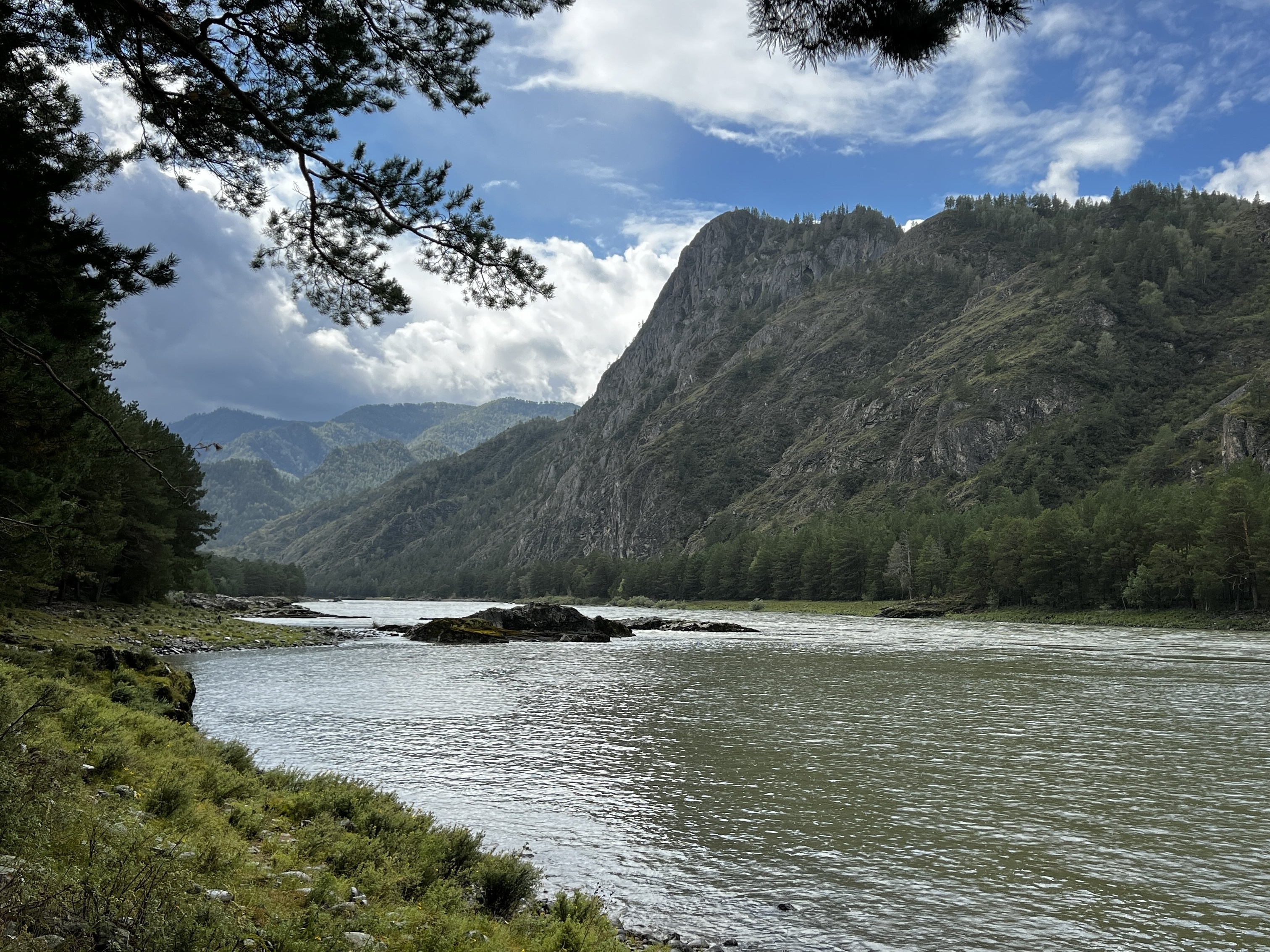 Путешествие на Алтай: цветение маральника (3/25)