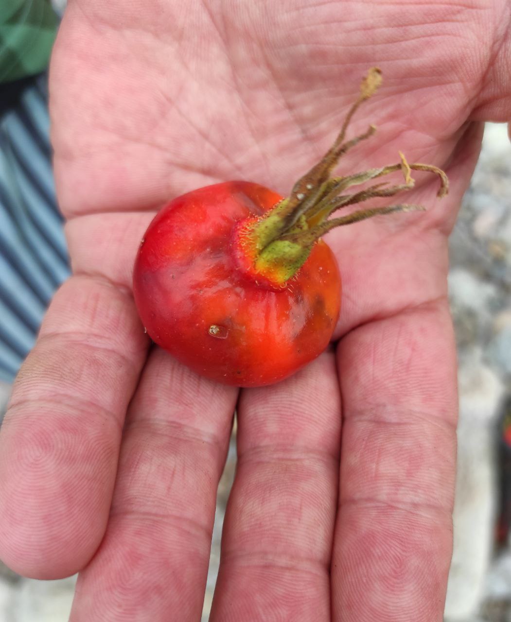 Шикотан и Кунашир - пешее приключение на Южных Курилах, полный отрыв от цивилизации (4/64)