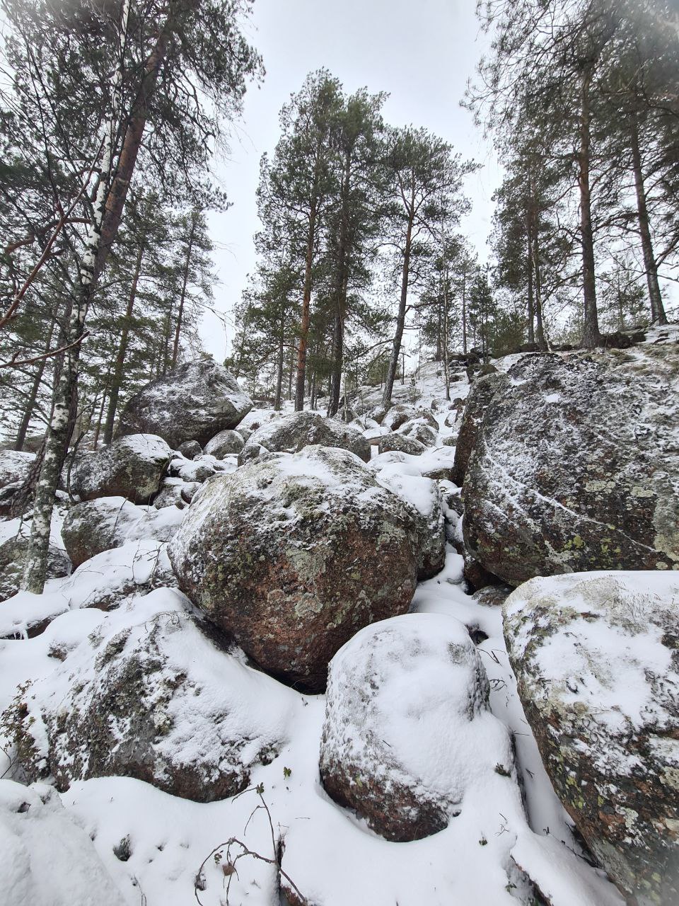 Остров Перепутный. Серый гранит, изумрудные ели и белый снег