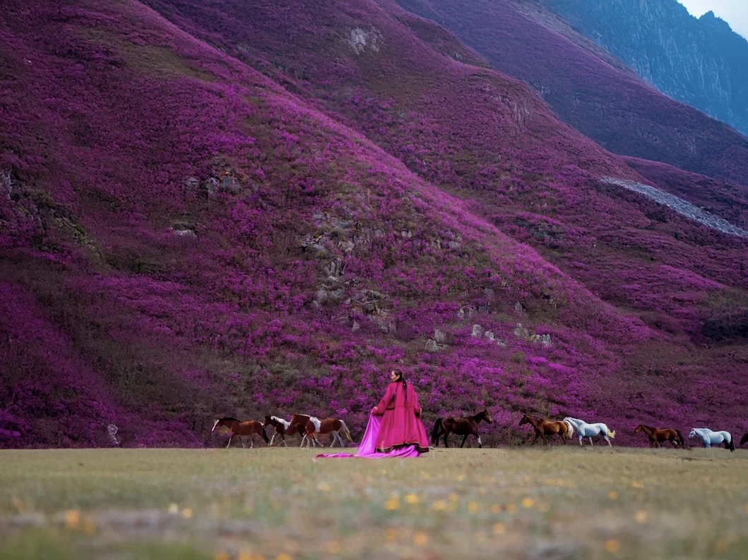 Путешествие на Алтай: цветение маральника (2/25)