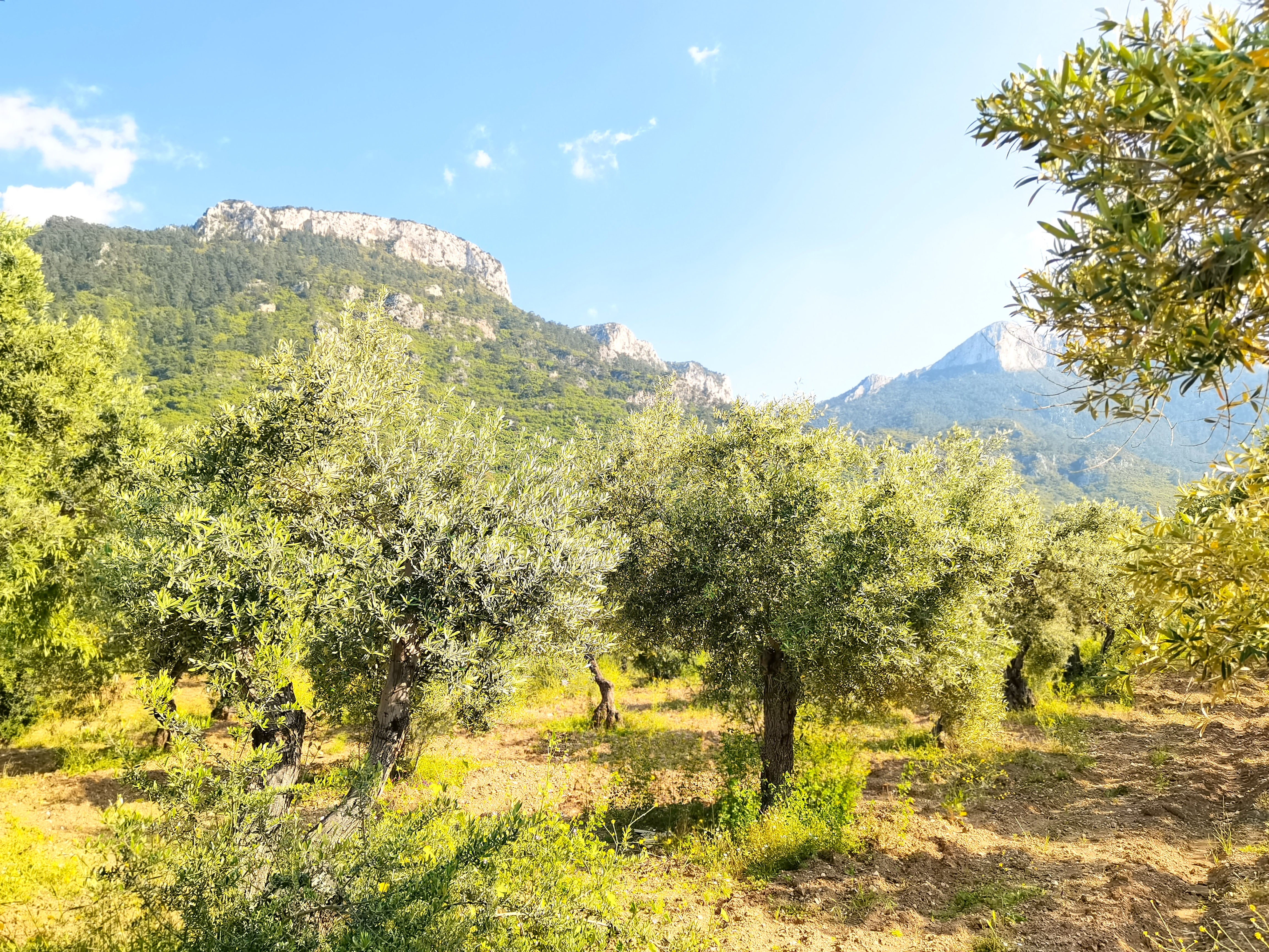 Карийская тропа (полуостров Датча) (5/19)