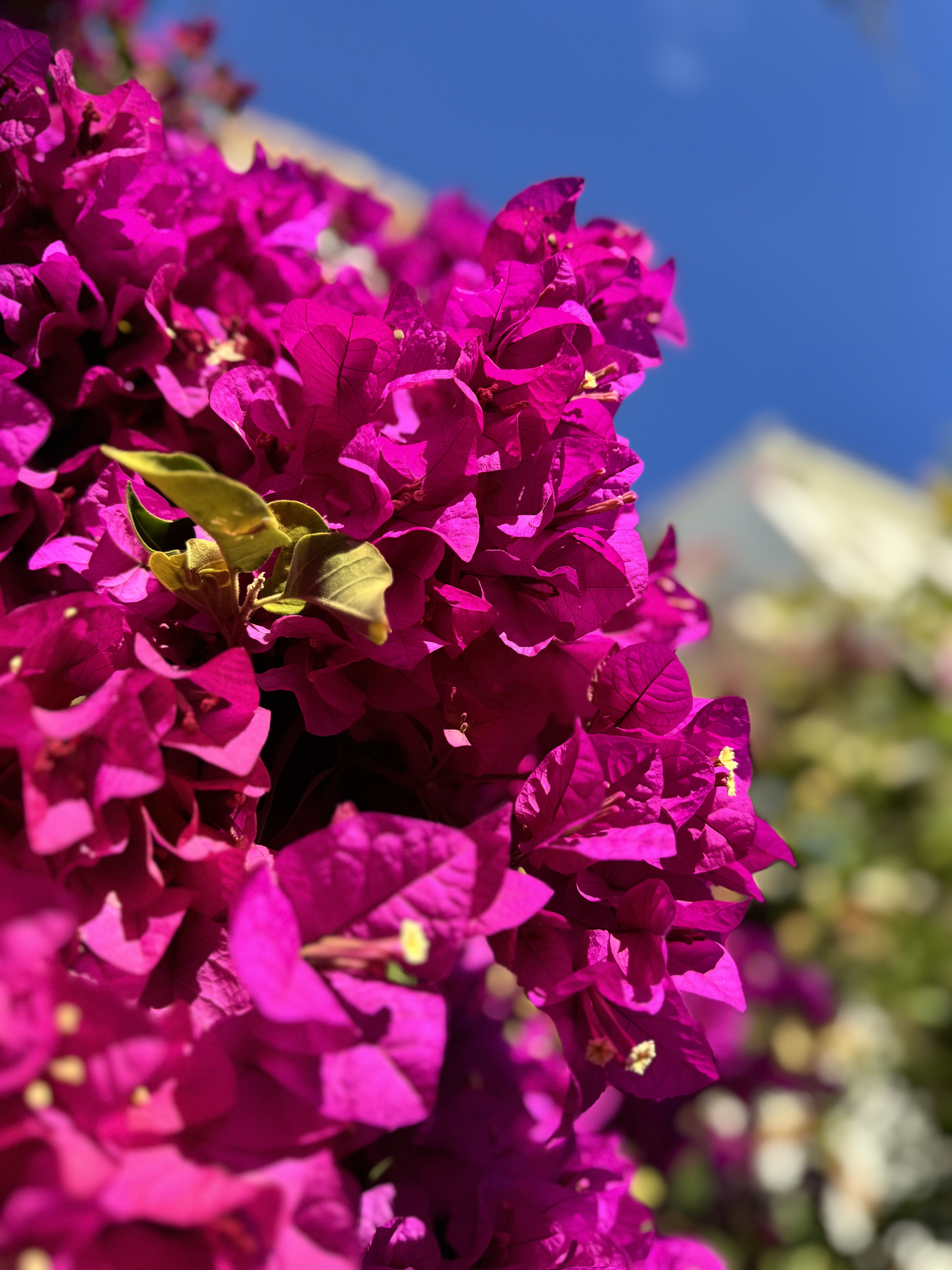 Каш - Финике. Античные заброшки, ликийские тропы и секретные бухты. (16/44)