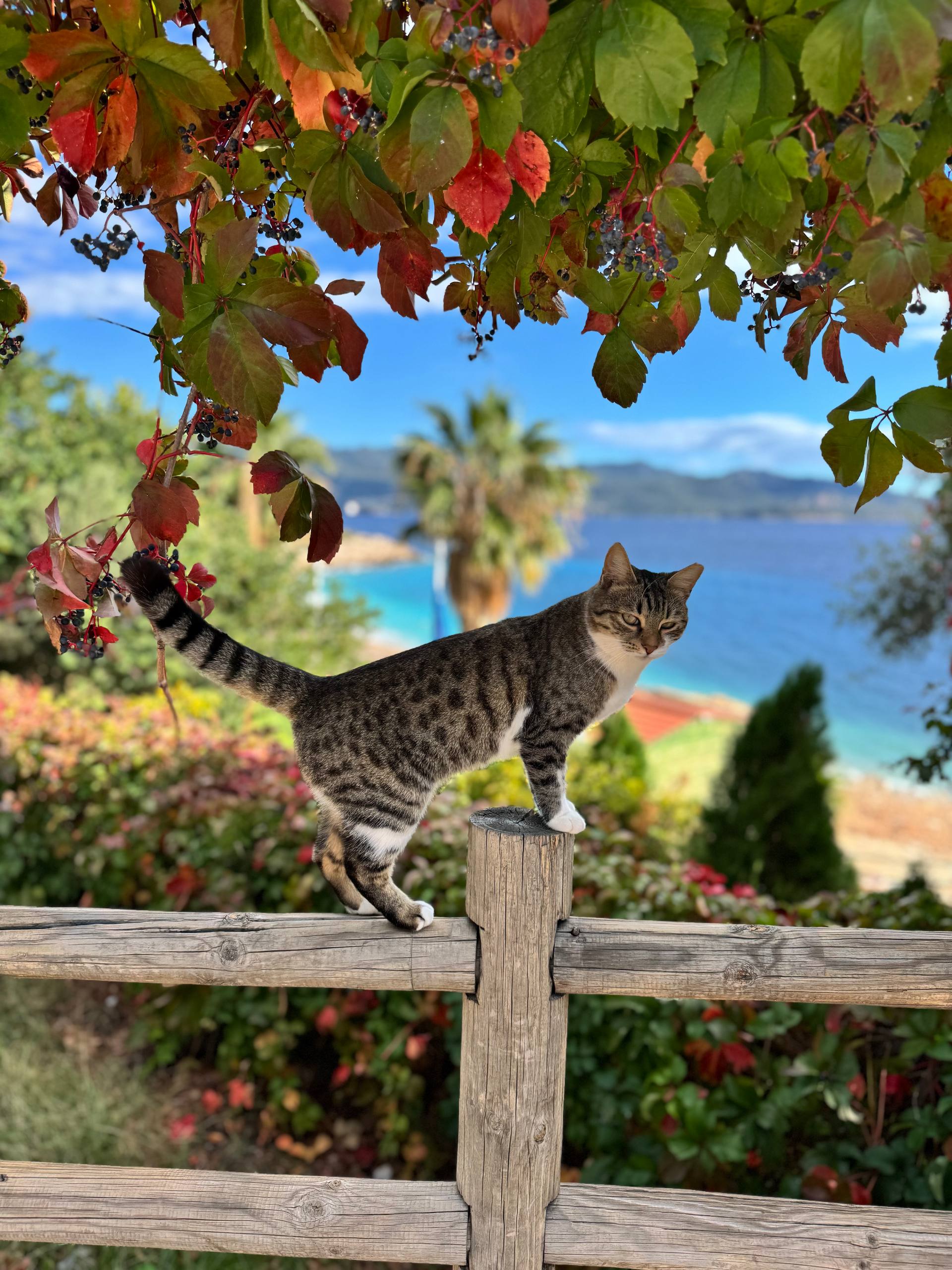 Каш - Финике. Античные заброшки, ликийские тропы и секретные бухты. (14/44)