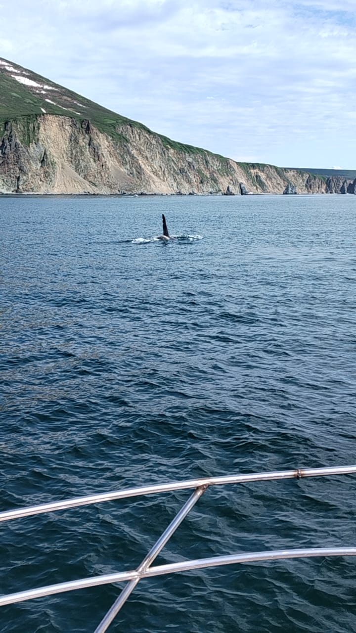 Идем к китам и косаткам - Морской круиз на Камчатке (37/39)