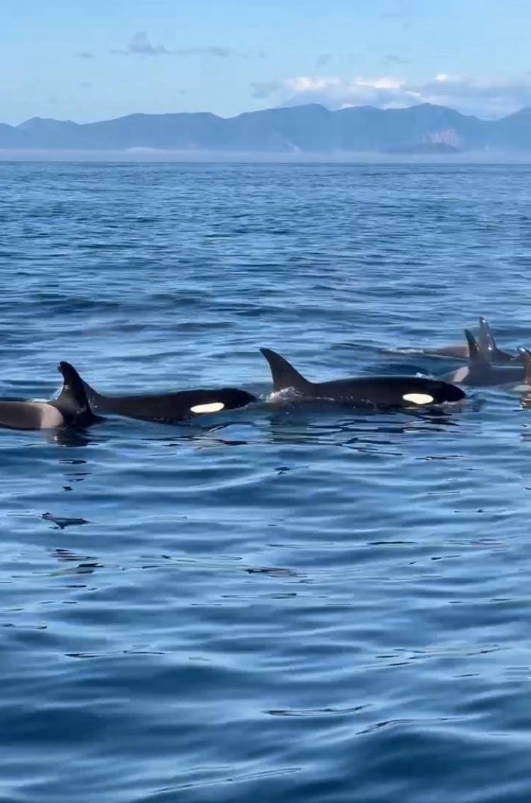 Идем к китам и косаткам - Морской круиз на Камчатке (39/39)