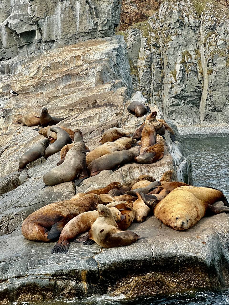 Идем к китам и косаткам - Морской круиз на Камчатке (12/39)