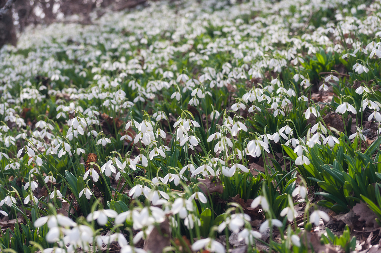 Фототур. Подснежники в Крыму