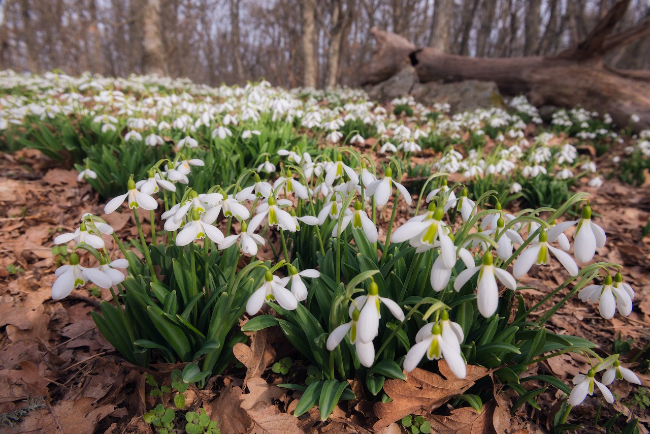 Фототур. Подснежники в Крыму