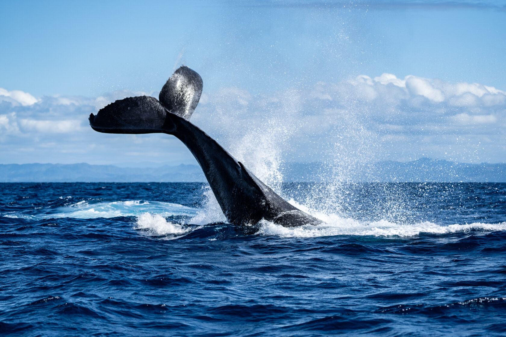 Мадагаскар: лемуры, киты, пиратский остров, Аллея баобабов, Фамадихана, Большие Цинги