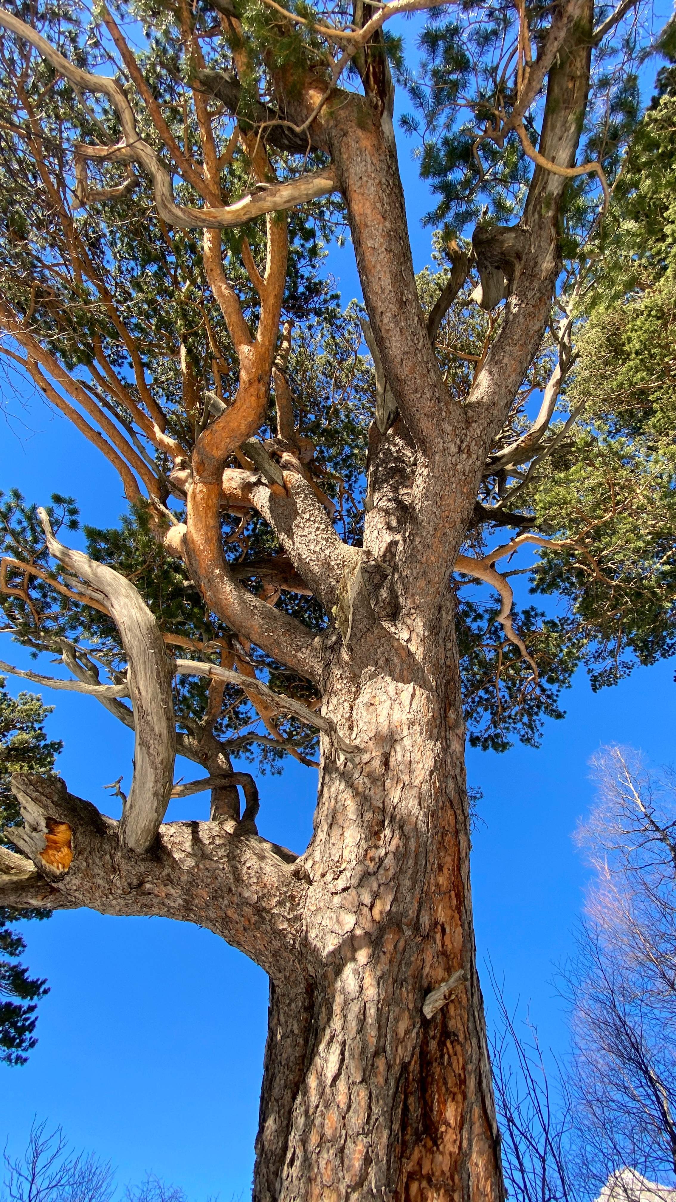 Тур в Архыз без рюкзаков на 7 дней Дочь Гор (8/130)