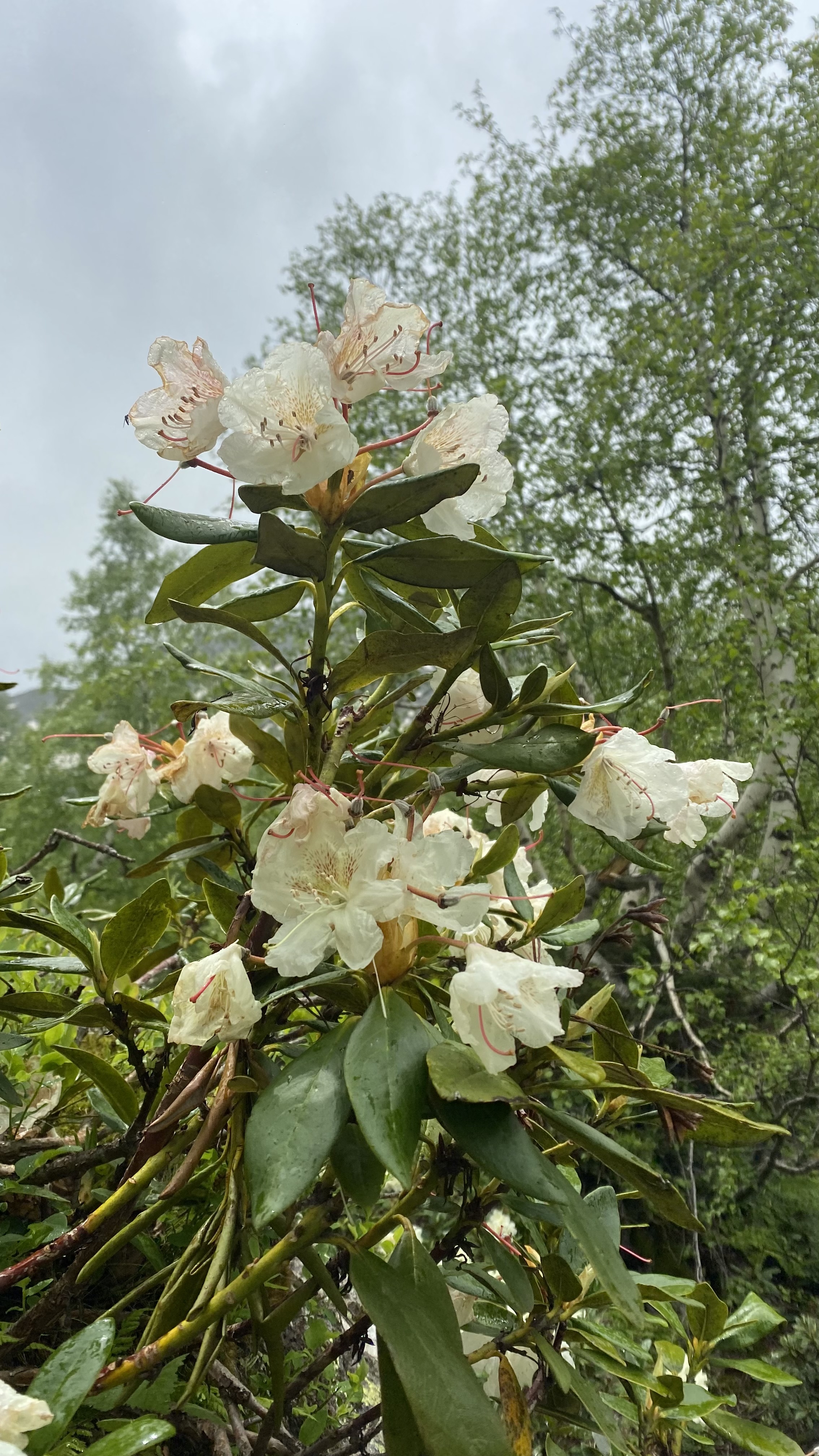 Тур в Архыз без рюкзаков на 7 дней Дочь Гор (37/130)